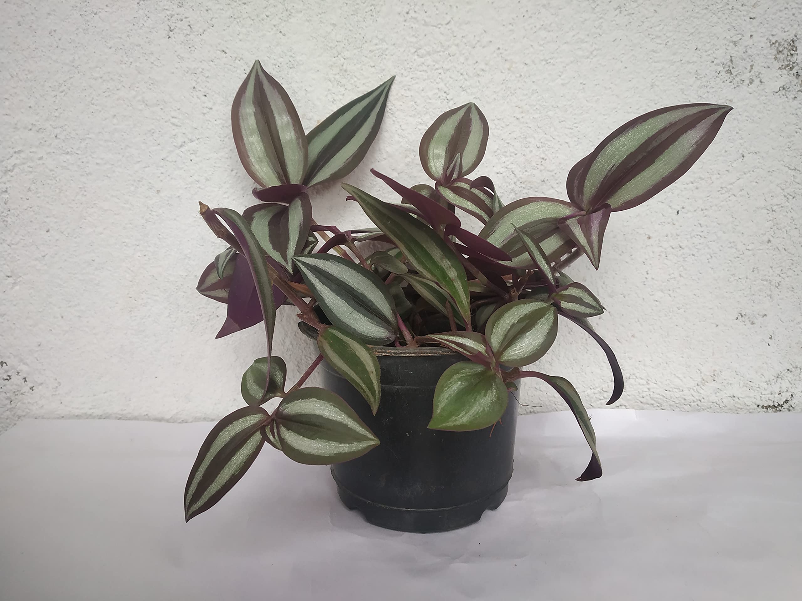 Plantazee Just Plants Wandering Jew/Inch Plant/Tradescantia Zebrina (B09FGVPJTV) Amazon Price History, Amazon Price Tracker