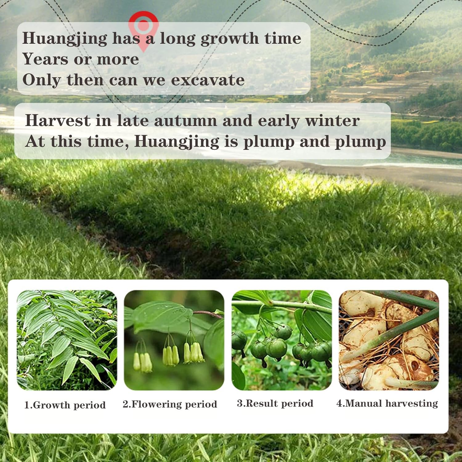 Huangjing Traditional Nourishing Herbal Tea Rhizoma Polygonati Huang Jing 12.7oz/360g Wild Polygonatum Rhizoma Polygonati dried Polygonatum sibiricum Chinese Herbs黄精 九蒸九晒 特级黄精茶 - Image 3