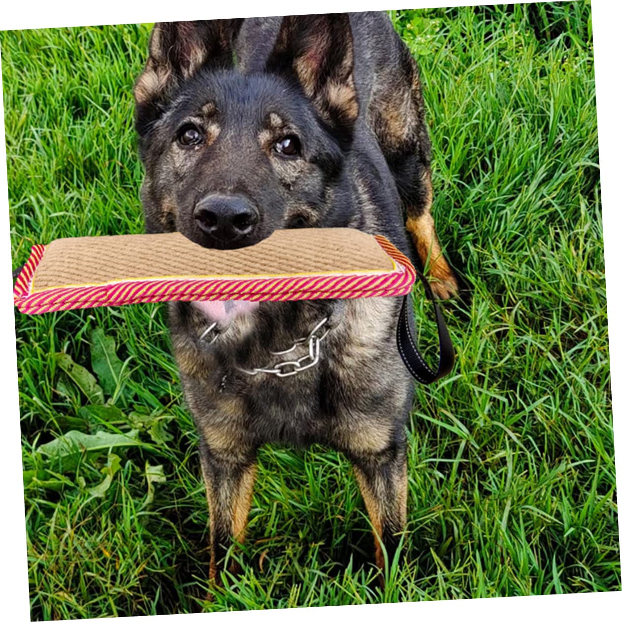 Sosoport 2pezzi Giocattolo Interattivo Per Cani Molar Morsetto Per Addestramento e Masticazione Resistente e Sicuro Per Allenamenti All Aperto e Giochi Di Masticazione Per Pet Dog