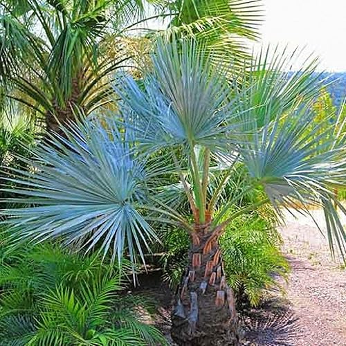 Miniatura 6 de CHUXAY GARDEN Semilla de palmera de abanico azul mexicano Hesper 10 semillas Brahea Armata Árbol de hoja perenne llamativa Planta de paisajismo Gran