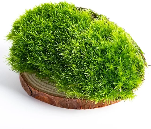 Musgo Natural Vivo 400g para Terrario - Caja Premium 20x15cm