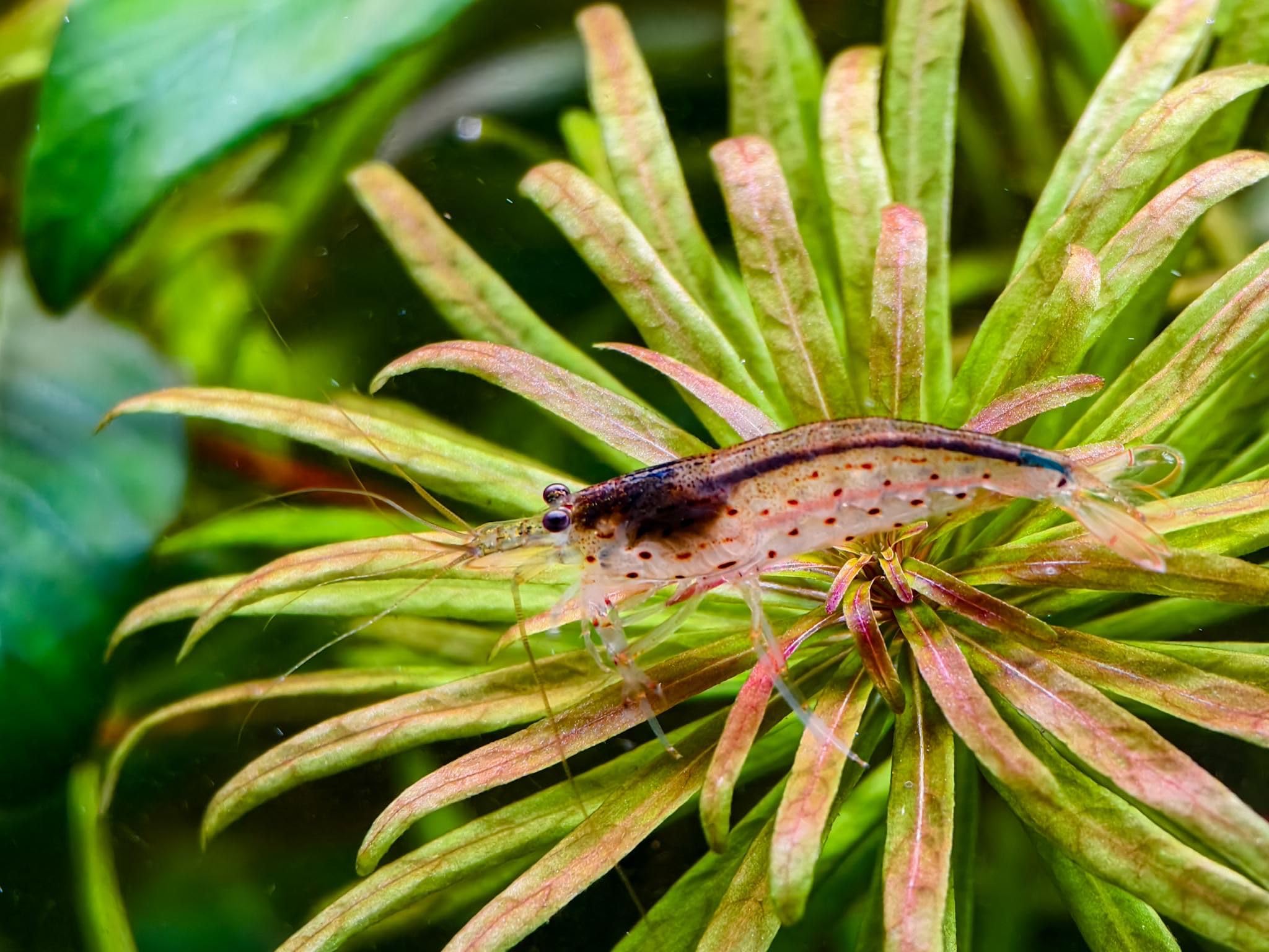 Amano Shrimps Algae Cleaner Inverts Live Freshwater Aquarium Shrimps 1/4" - 1/2" - Live Shrimp Arrival Guarantee (10+2 Pack) - DOA Cover Included