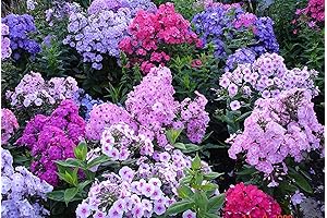 Popstars Creeping Phlox: A Vibrant Ground Cover Carpet of Flowers
