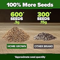 Vista 3 de HOME GROWN Semillas de diente de león para plantar 600 semillas de hierbas medicinales tradicionales (~ 0.01 oz) sin OMG cultivan hojas y flores