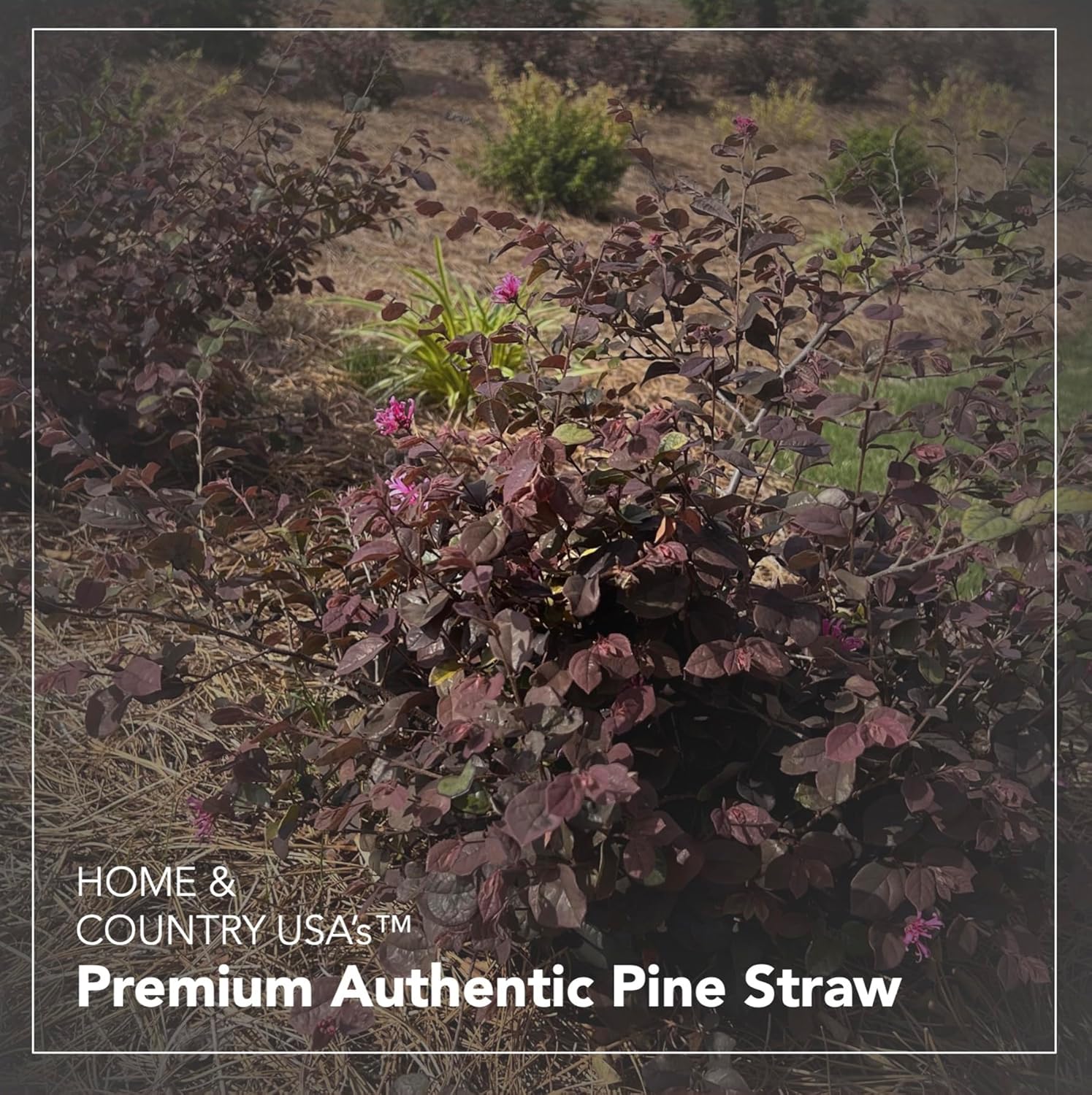 Premium Pine Straw Mulch Bale for Landscaping, Organic Material Made from Authentic Pine Needles Ideal for Gardening, Soil Moisture Retention.