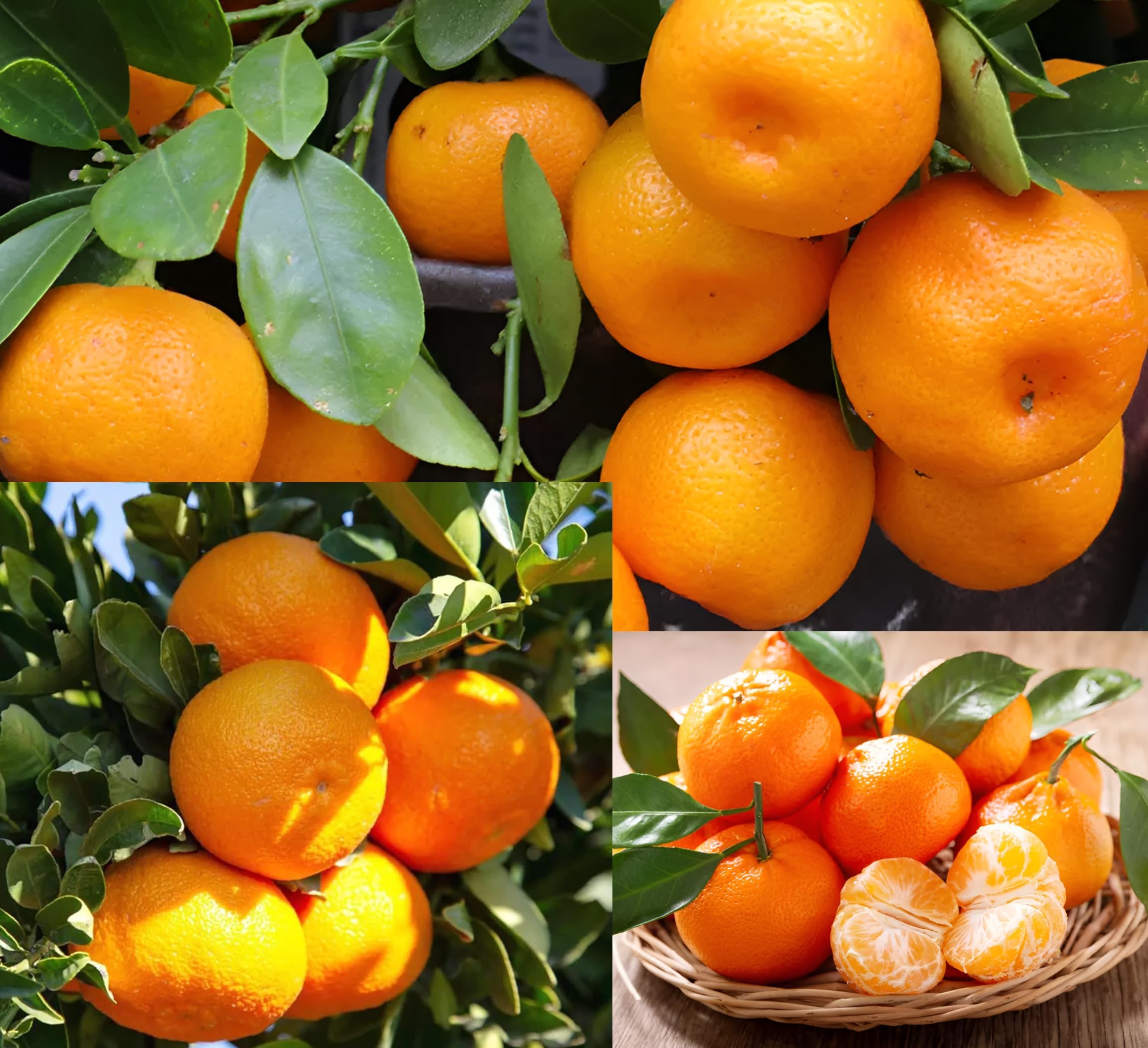 CPEYARE Cambo 2 Live Sweet Orange Plant Tangerine (Santra) Origin Darjeeling - Juicy Citrus Fruit Tree for Home Garden -(pack of 2) Compact Size, Easy to Grow