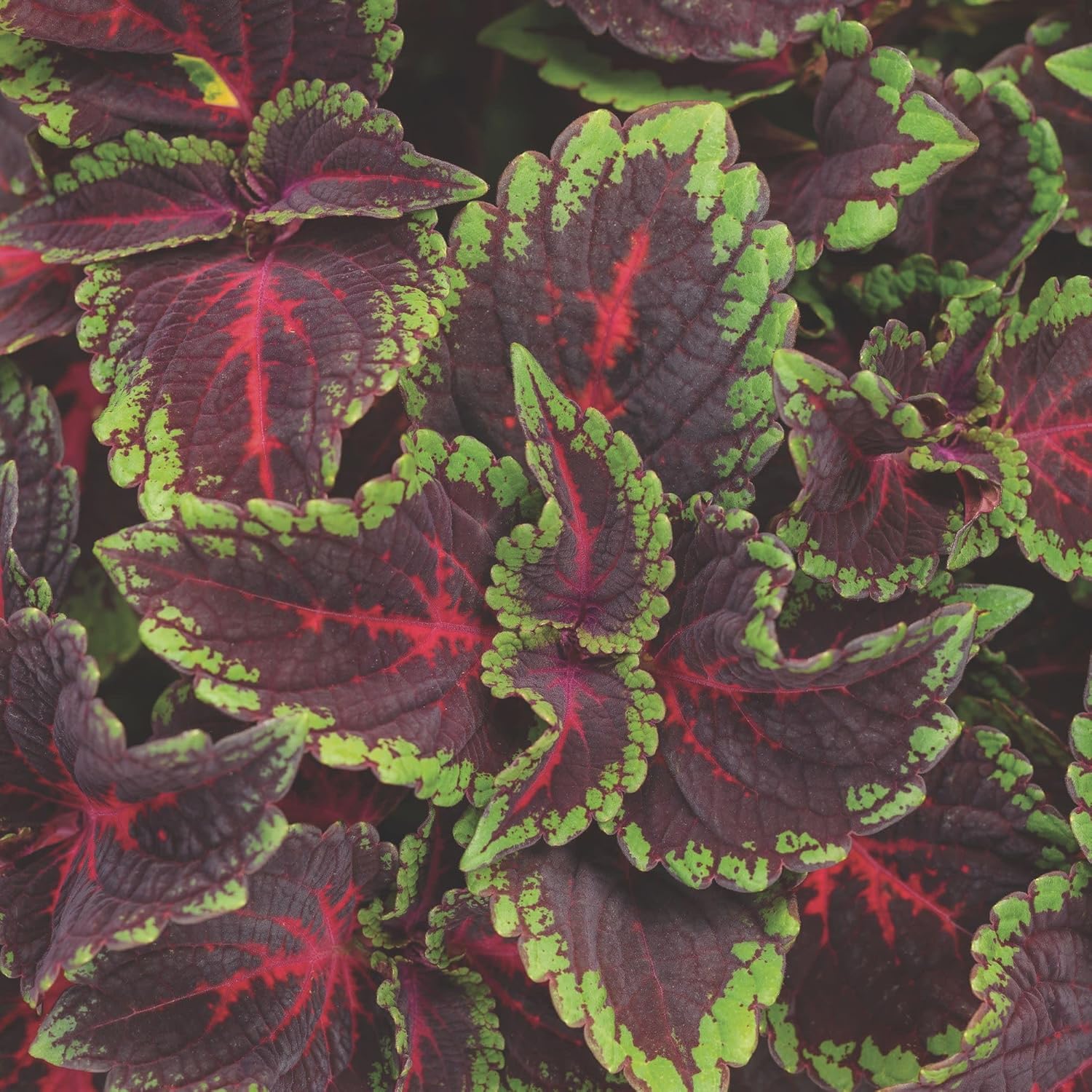 Proven Winners ColorBlaze Torchlight Coleus (scutellarioides) Live Plant, Eco+ Grande, 4 Pack