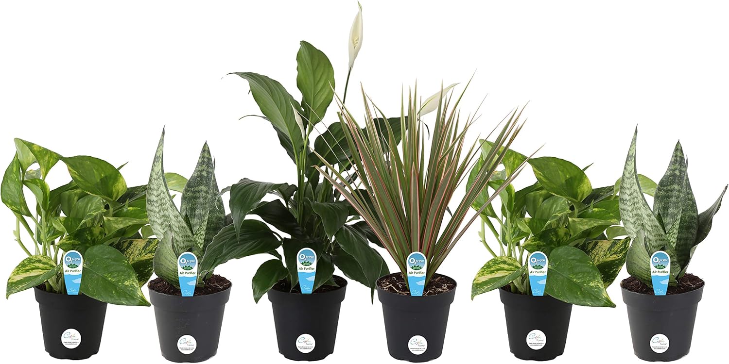Costa Farms Clean AirO2 For You Live House Plant