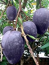 PAJUSDYASI-Rare Exotic Maango plant "Black Mango Fruit" Frash Healthy Live Plant Tree ||(Height 2Ft-2.5Ft) For Home Garden Outdoor Indoor Plant.
