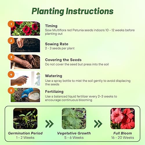 Miniatura 4 de Outsidepride Semillas de petunia multiflora rojas, 250 unidades, anuales, compactas, semillas de flores para plantar, flores vibrantes, ideales para