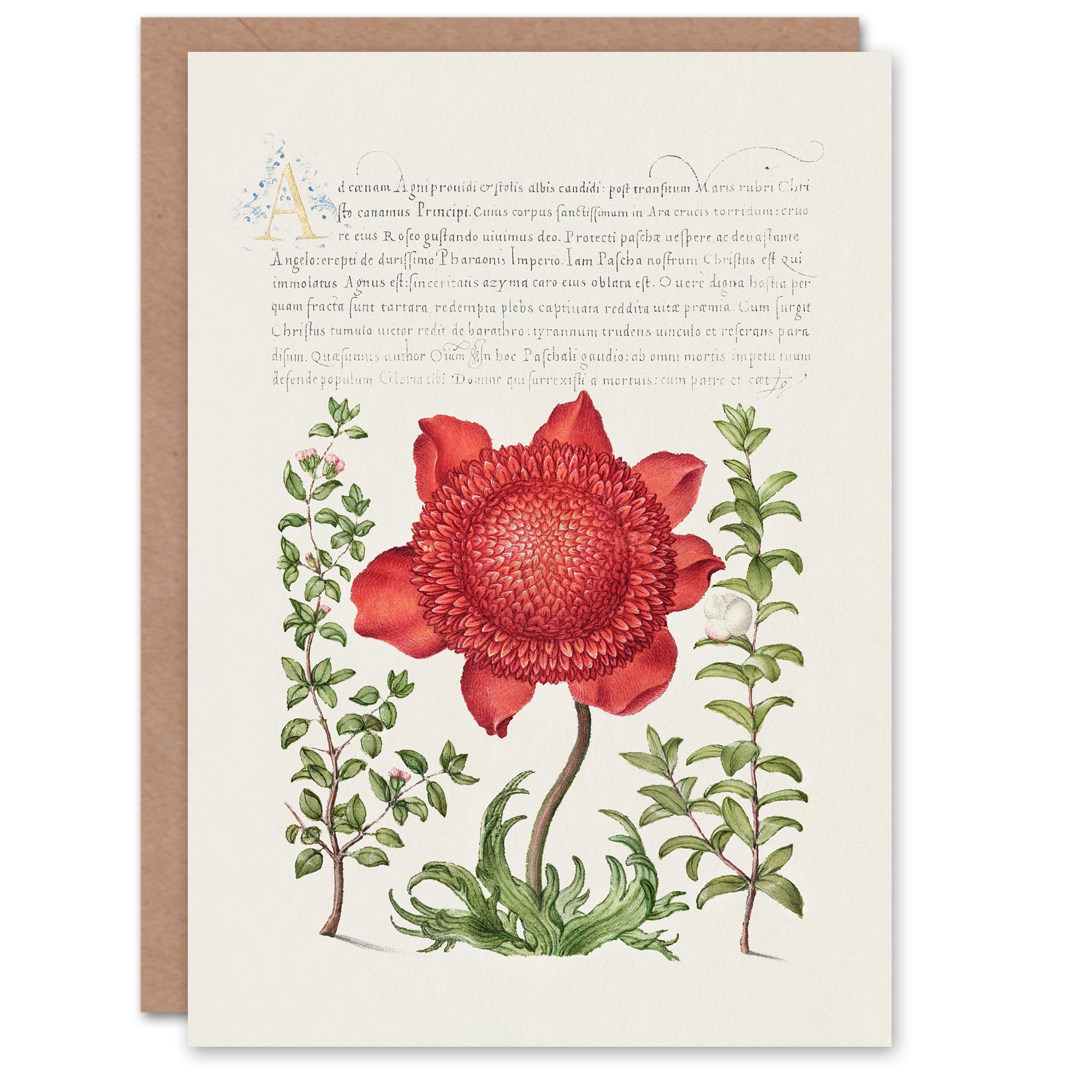 Artery8 Model Book of Calligraphy Art Card Poppy Anemone and Myrtle