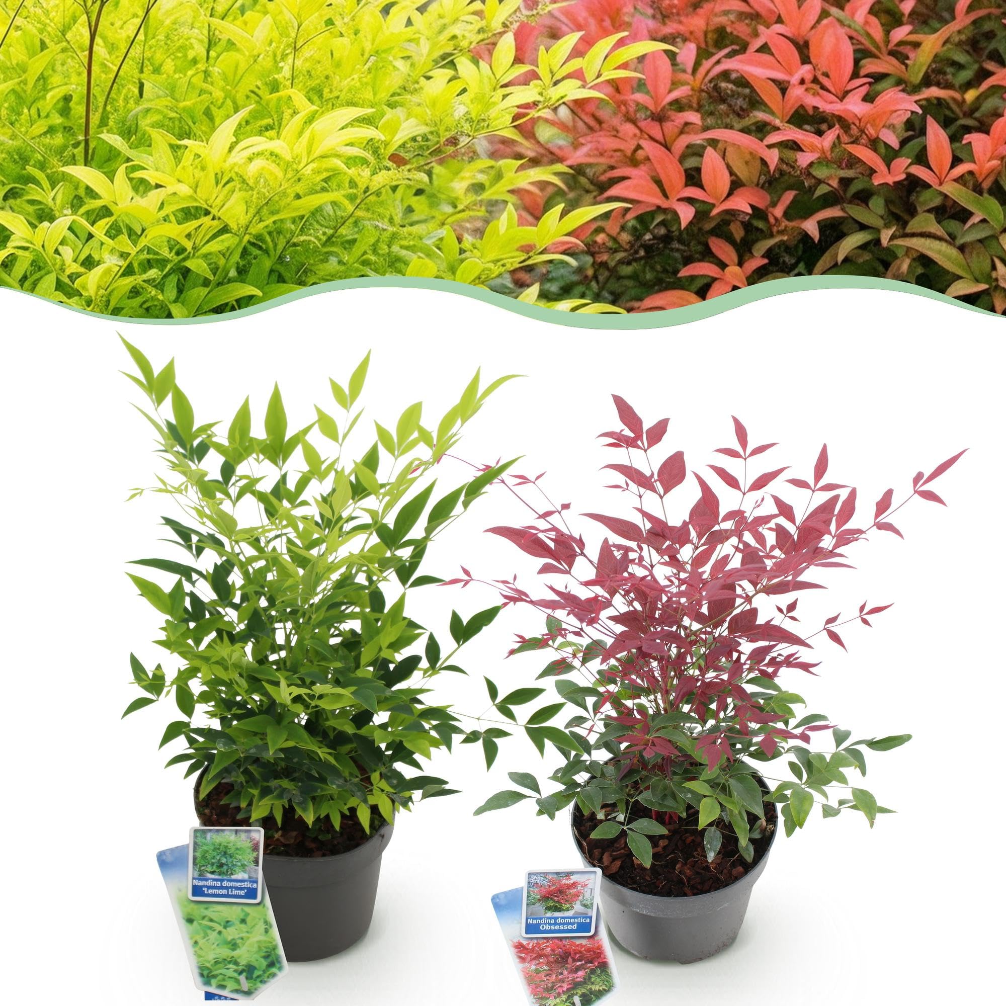 Bambus Nandina Duo – żółty i czerwony – 2 rośliny – wiecznie zielony – łatwy w pielęgnacji – 17 cm, wysokość 45 cm