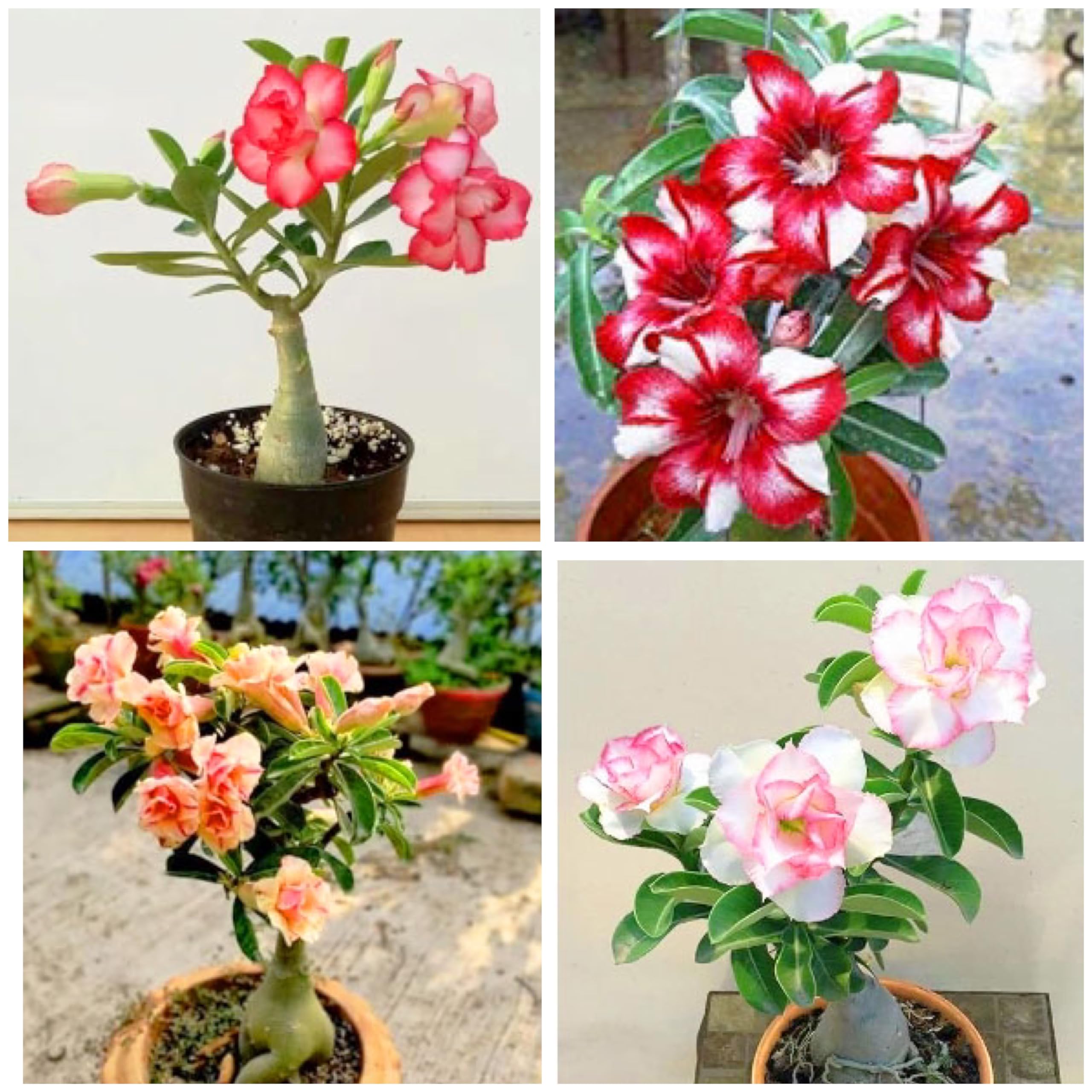 Adenium plant pack of Only 4 Combo (B0CMJJQ2DK) Amazon Price History, Amazon Price Tracker