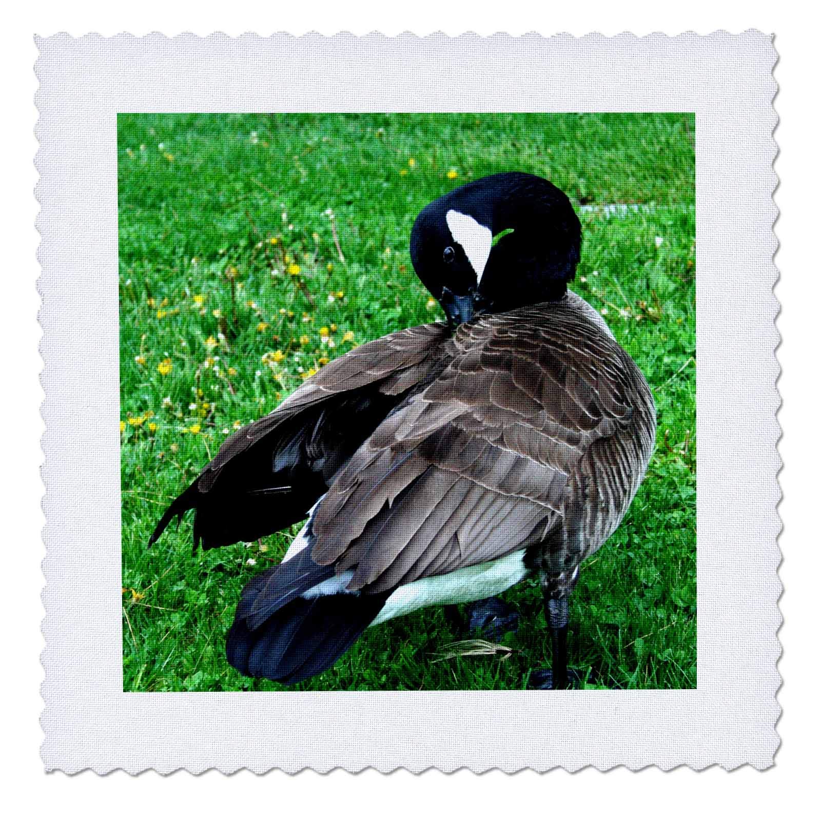 16x16 inch Quilt Square - Canadian Goose Stretches Cleans Wings TDSwhite – Miscellaneous Photography