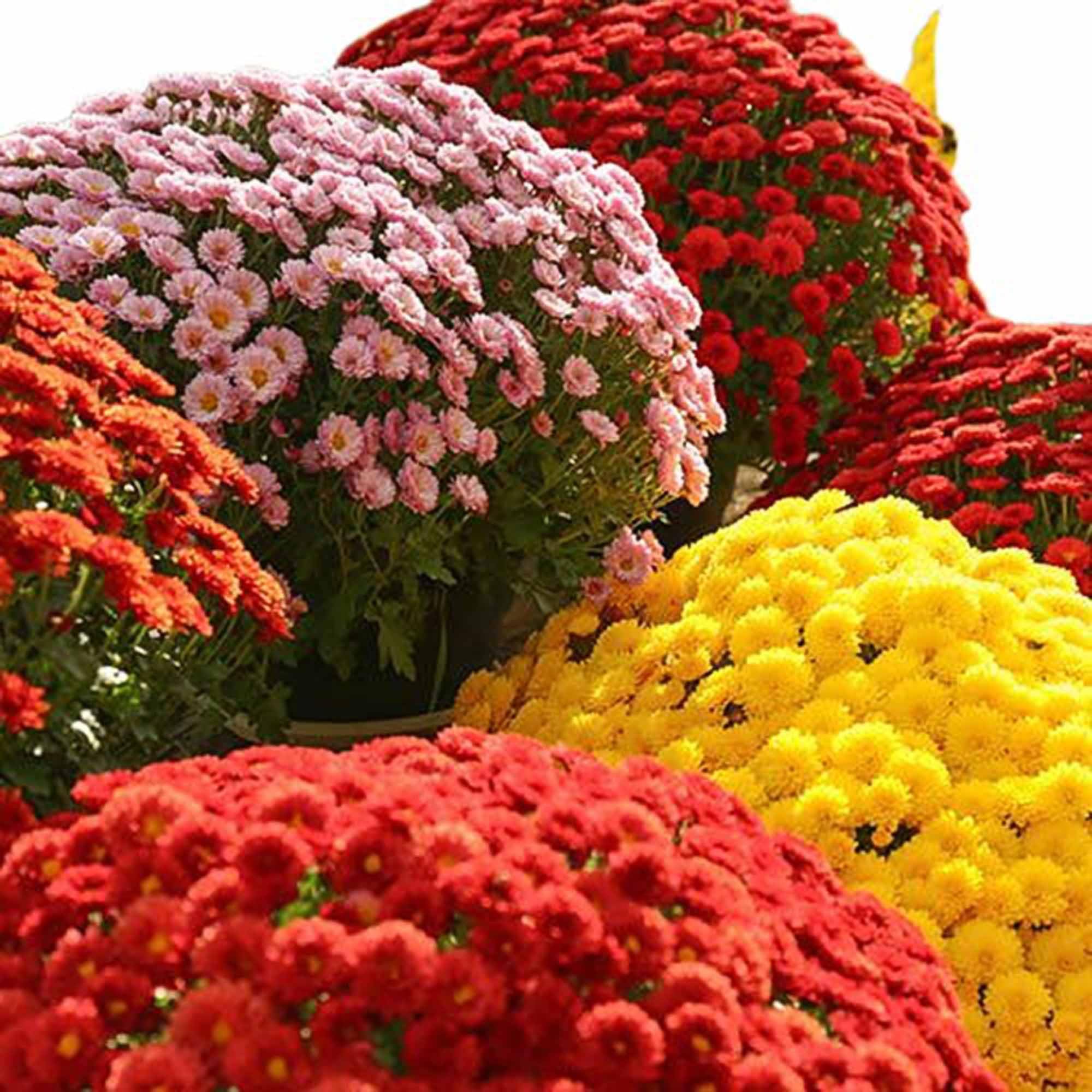 300+ Chrysanthemum Heirloom Rare Ground Cover Seeds for Planting - Non-GMO Landscape Flower Mixed Color Lawn Seeds