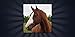 Name That Horse Breed