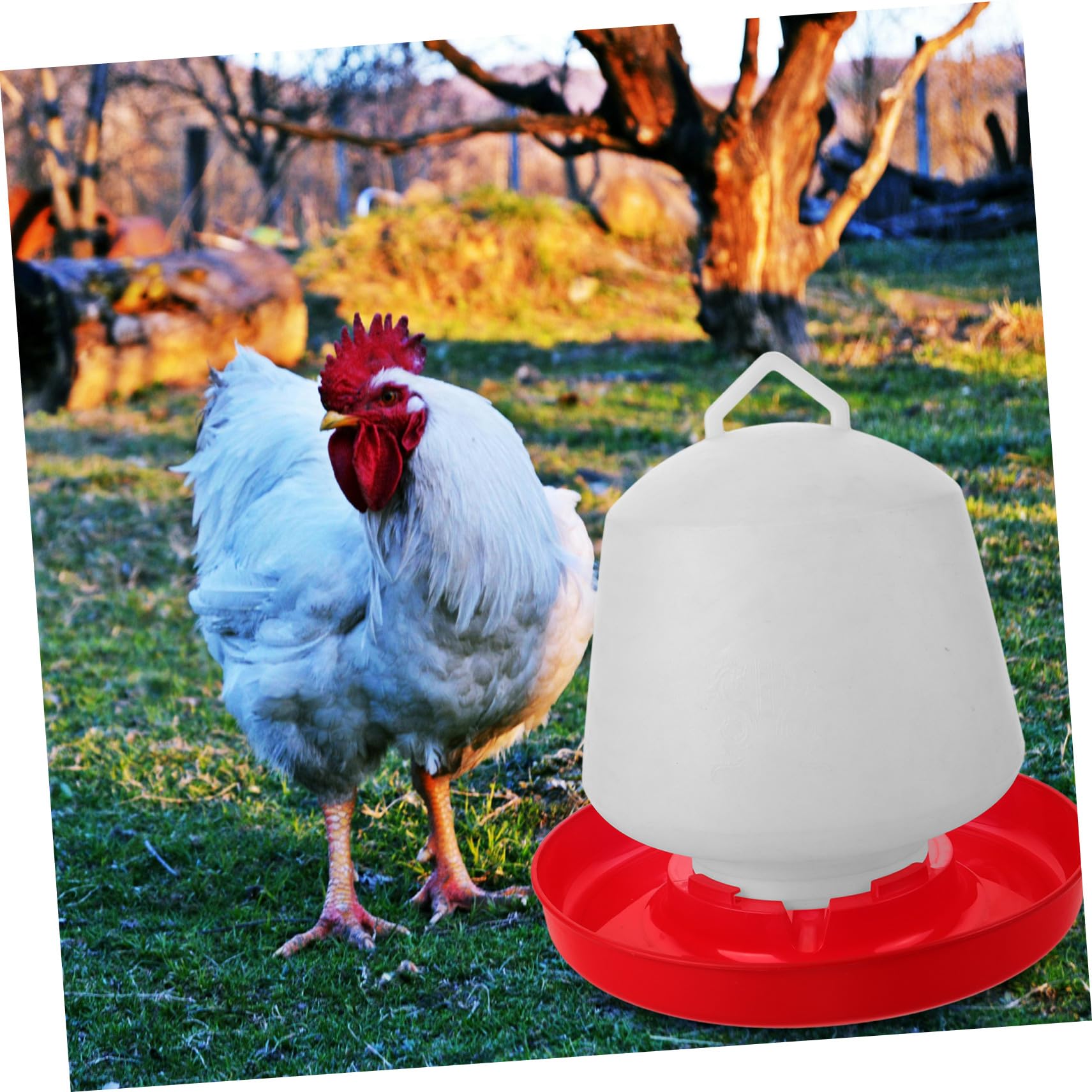 Abaodam Mangiatoia Per Pollame in Plastica Resistente Per Gabbie Di Polli e Volatili Da Cortile, Contenitore Stabile e Facile Da Pulire Adatto a Piccioni e Polli Per Uso Esterno