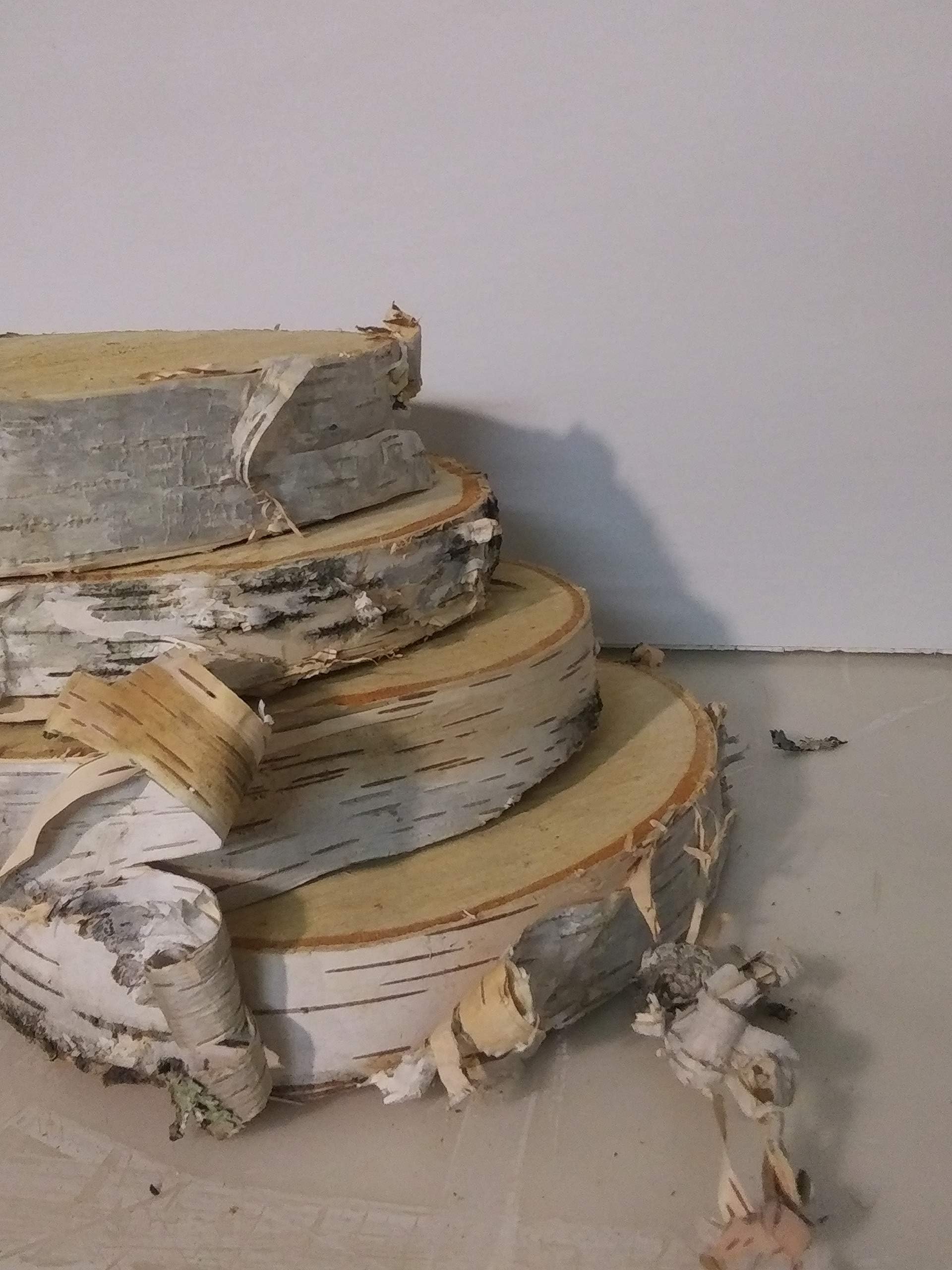 Natural Wood Slices, Round Birch Slabs, 5 to 7 inches, Rustic Tree Bark Slice, Weathered Log Disc, Outdoor Country Barn Wedding Table Centerpiece, (4 Pack)