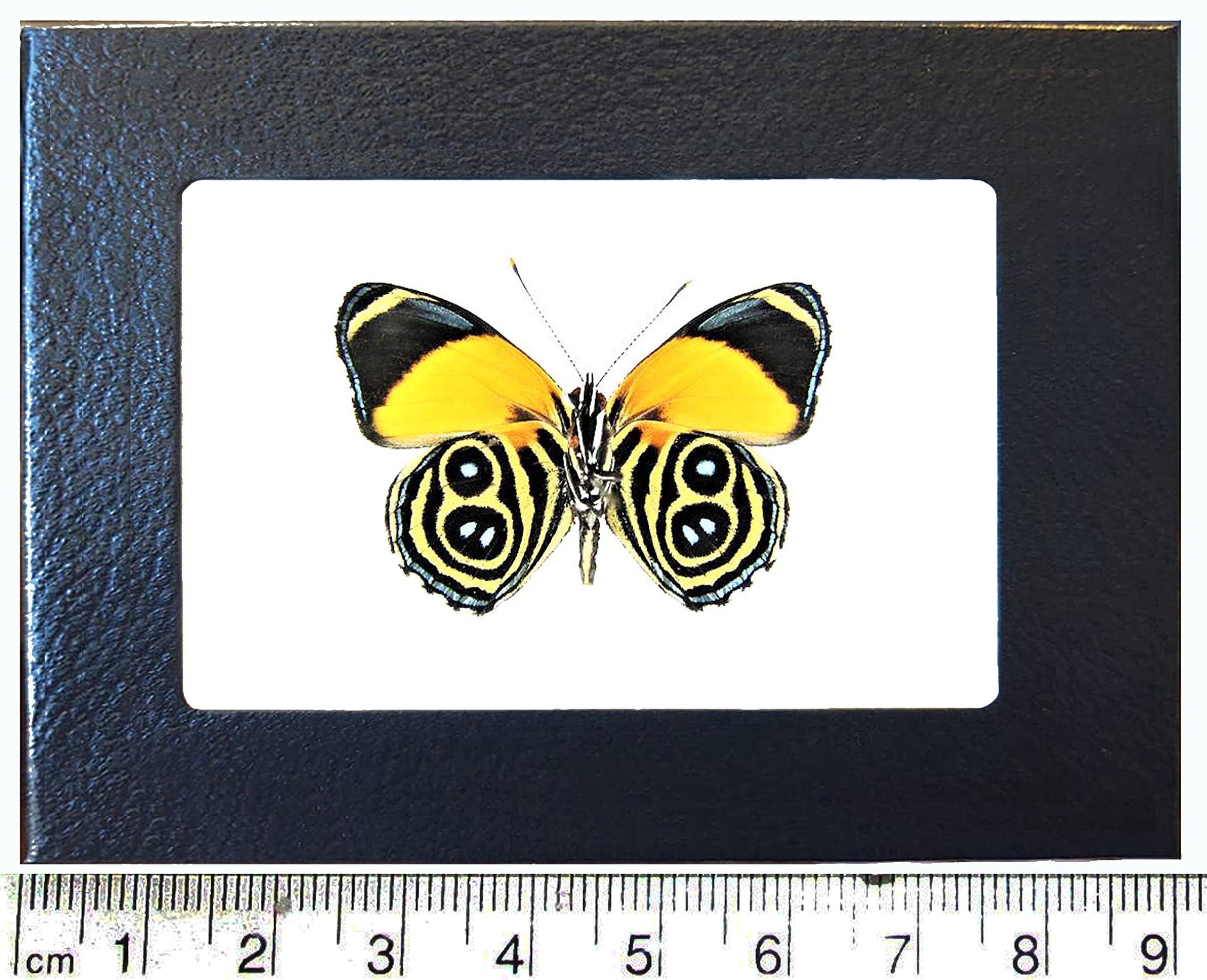 BicBugs Callicore eunomia Blue Yellow Butterfly Verso Peru Framed