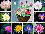 60PCS Premium Lotus Seeds for Planting in Water - Mixed Color Bowl Flower for Ponds, Bonsai, Indoor Water Gardens & Lotus Bowl Planter - Non-GMO, High Germination, Easy Grow Water Lily Seeds