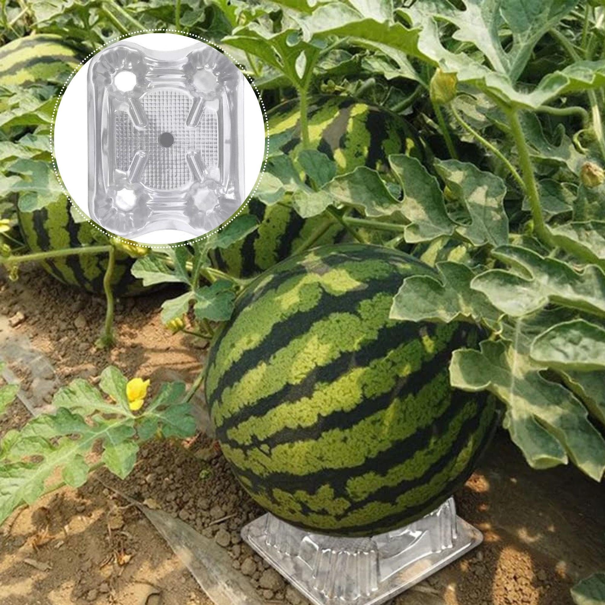 Amazon.co.jp: スイカのマット 果物の下敷き 栽培台座 プラ製 再利用