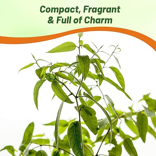 Miniatura 6 de Outsidepride Semillas aromáticas y aromáticas de eucalipto y arbusto de limón para jardín - 25 semillas