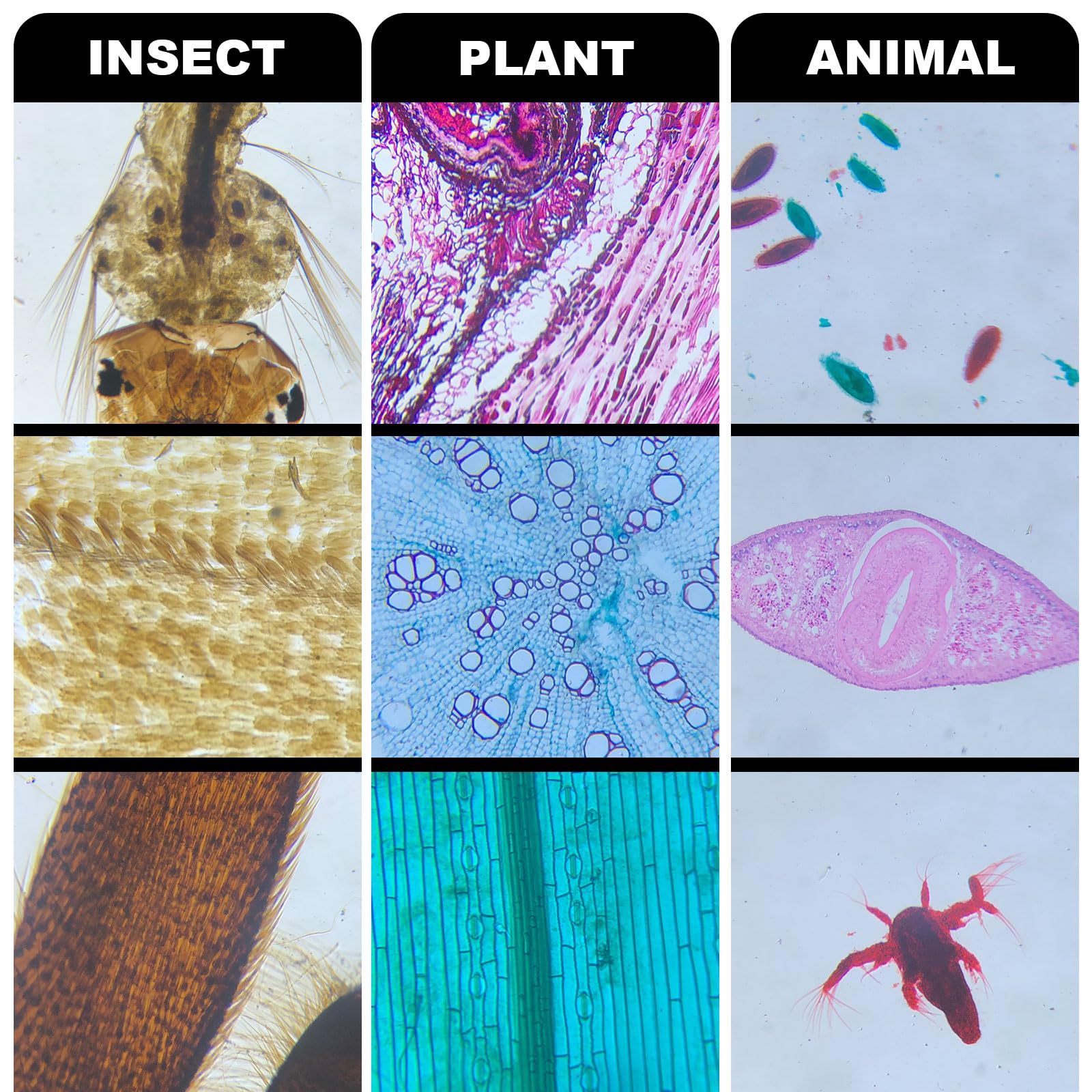 30 Portaobjetos Microscopio y 100 Cubreobjetos - 20 Portaobjetos Microscopio Preparados con Muestras, 10 Portaobjetos Microscopio en Blanco y 100 Cubiertas - para Adultos Niños Estudiantes