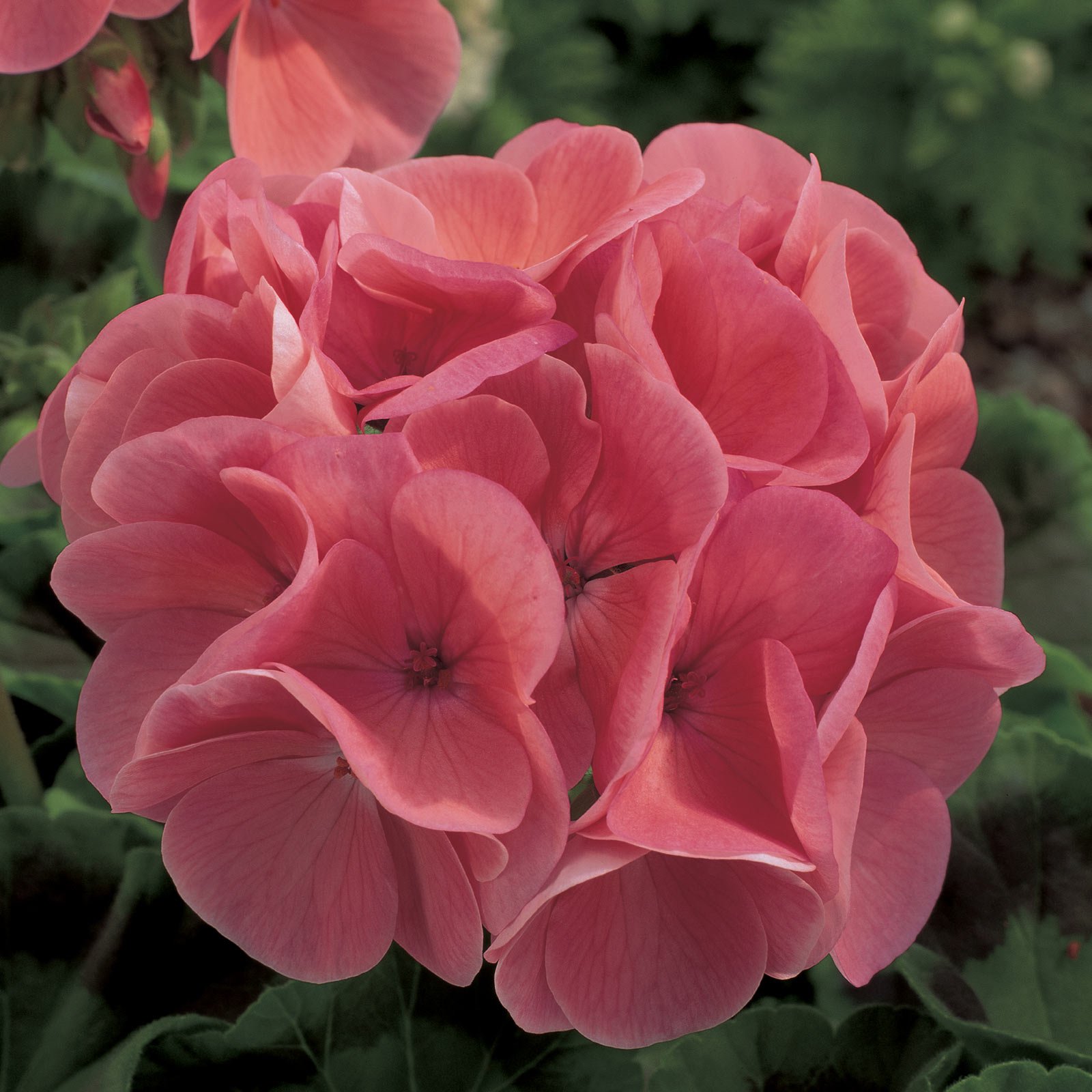Maverick F1 Series Geranium Seeds