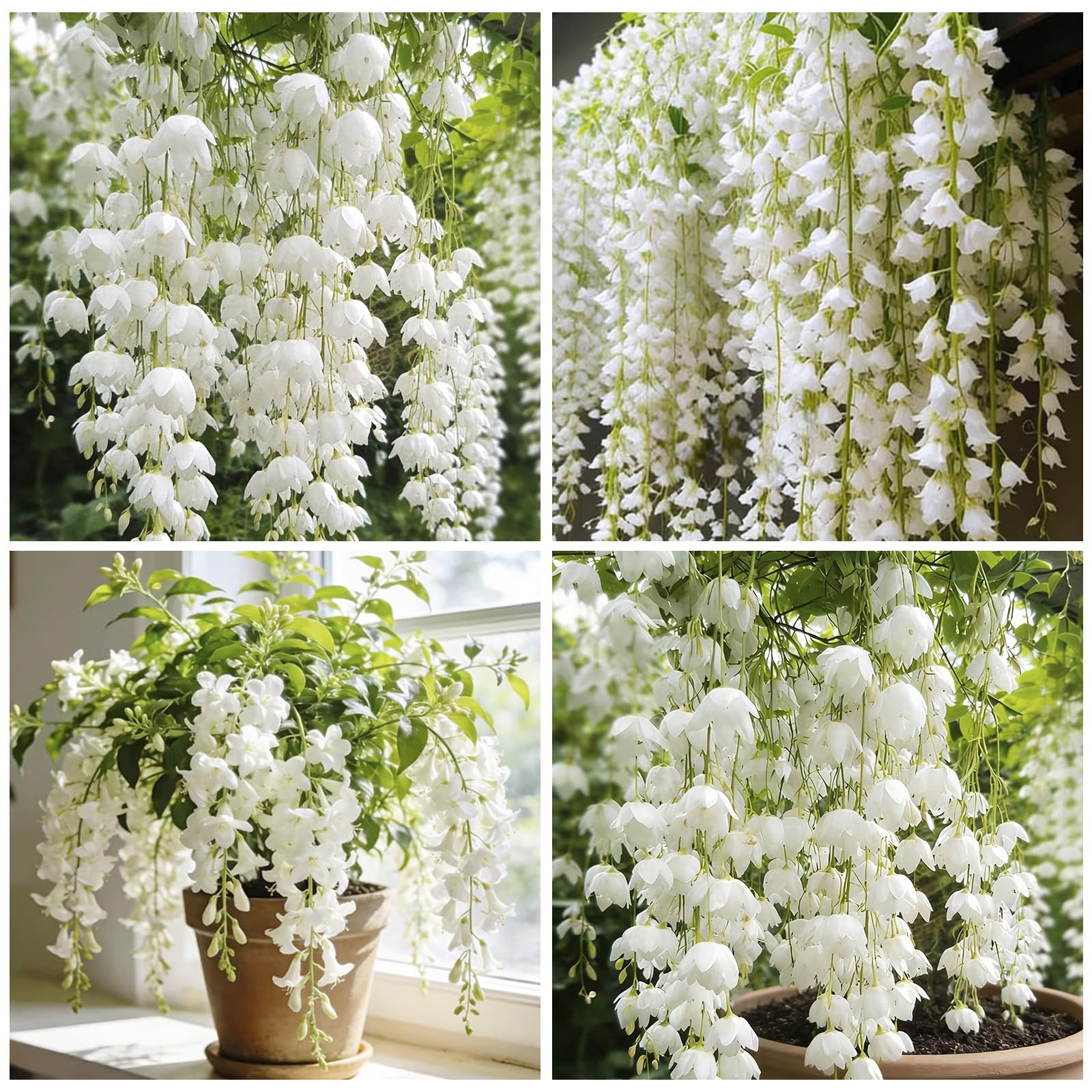 Amazon.com : 150+ Weeping Jasmine Flower Seeds for Planting
