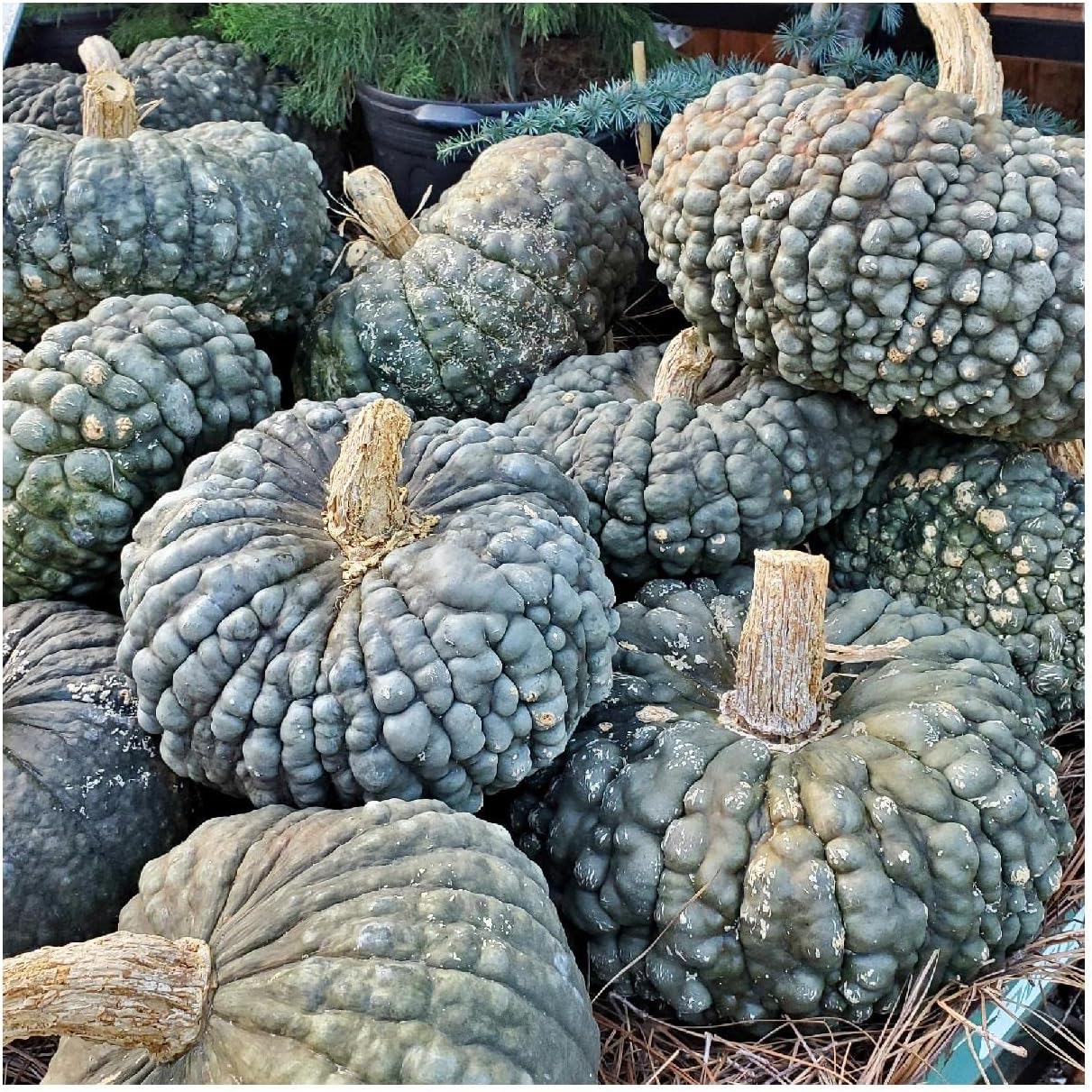 Everwilde Farms - 1/4 Lb Marina de Chioggia Winter Squash Seeds - Gold Vault