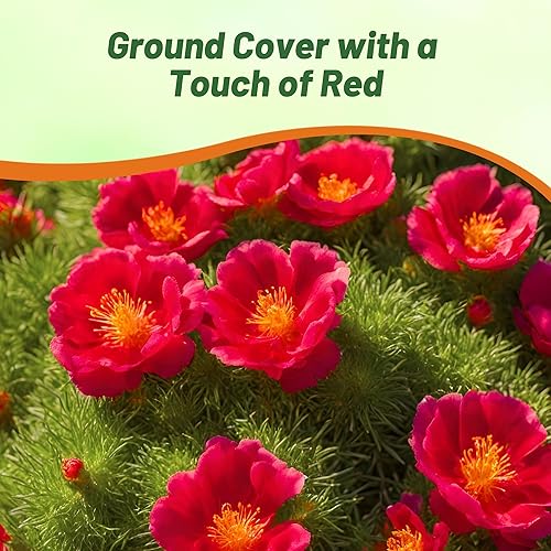 Miniatura 6 de Outsidepride 10000 semillas anuales Portulaca Red Moss Rose Ground Cover Seeds para plantar