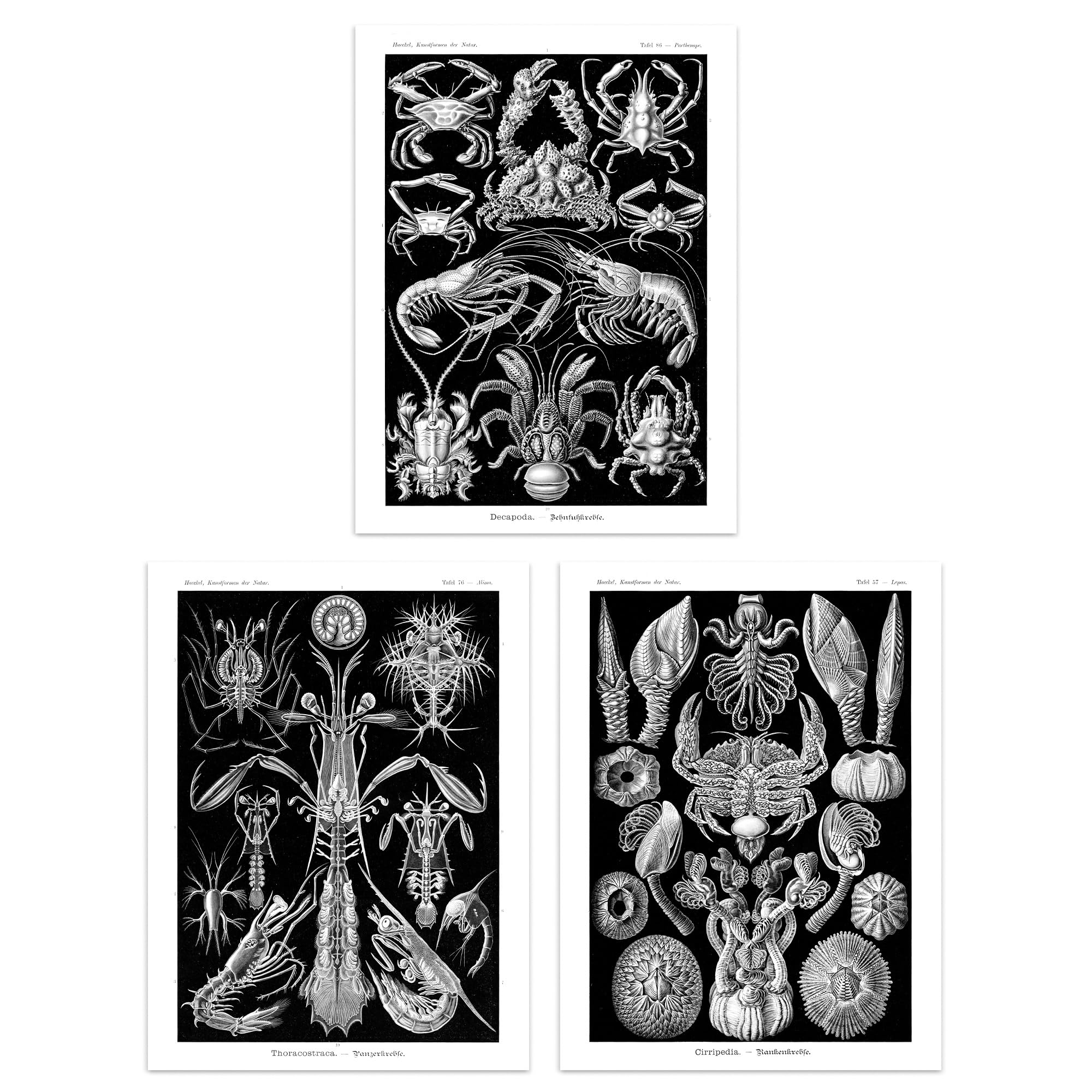 Artery8 Set of 3 Ernst Haeckel Black White Vintage Illustrations Ocean Sea Marine Shrimp Crab Lobster Claw Unframed Wall Art Living Room Poster Prints Pack
