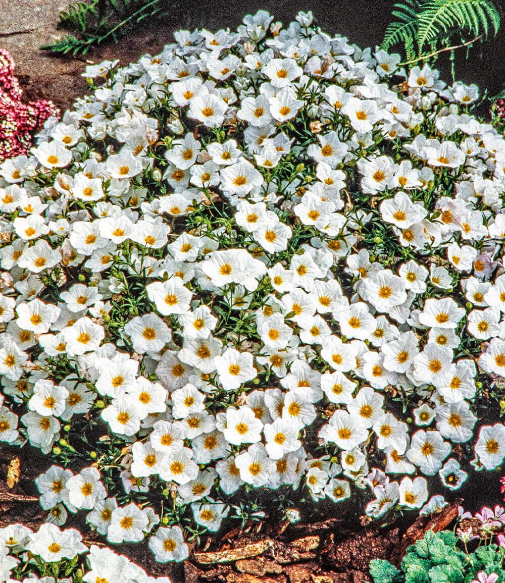 BALDUR Garten 3x Bodendecker winterharte Bergsandblume, Pflanzen im 9x9 cm-Topf, Arenaria montana, Sandkraut, Steingarten, Polsterstaude, Bodendecker, winterharte Stauden mehrjährig, blühend