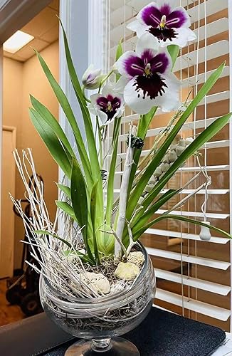 Miniatura 9 de WGVI VHC_A Florero de vidrio