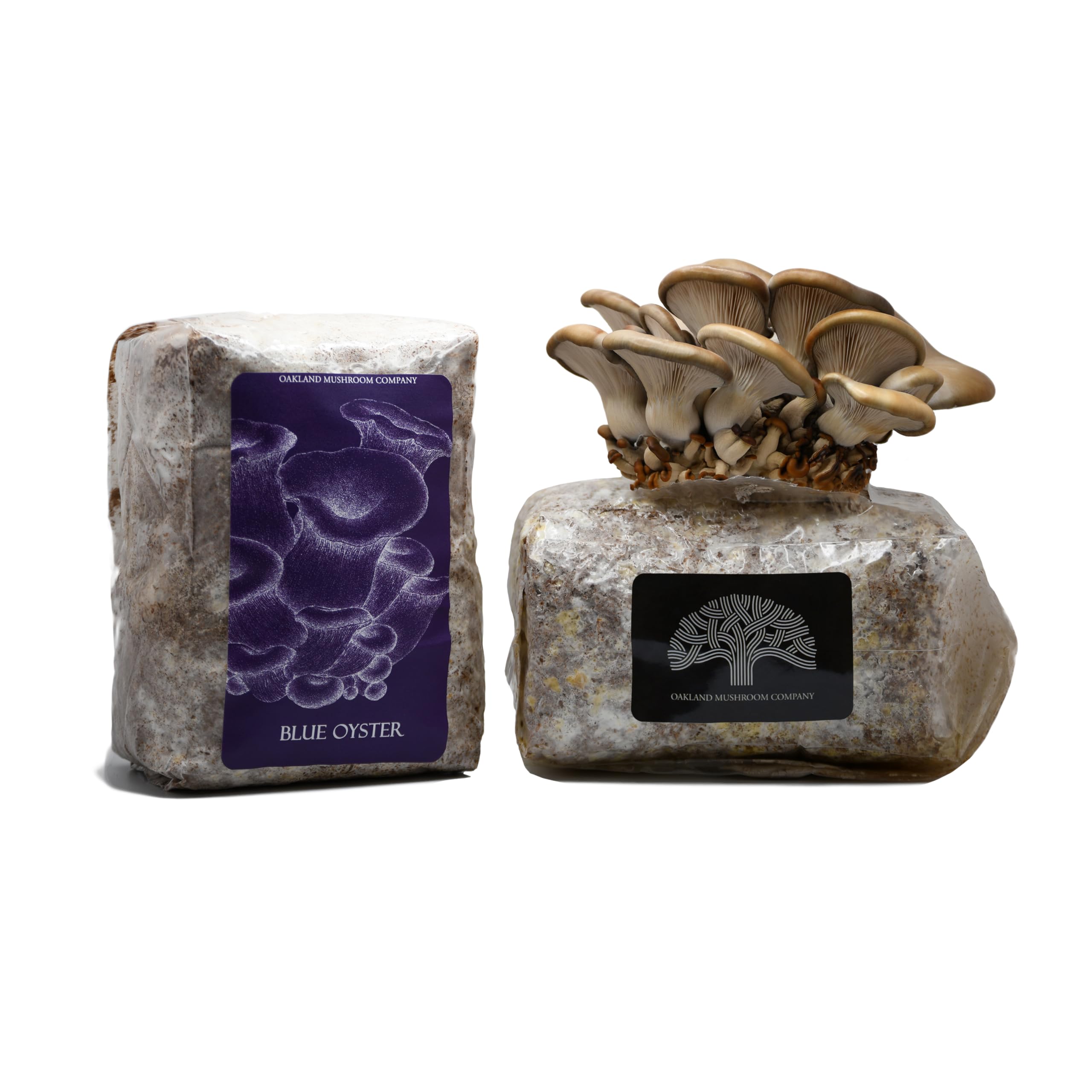Blue Oyster Mushroom Grow Kit by Oakland Mushroom Co. | Handmade with Organic Ingredients | Ready to Grow | Harvest in 6-12 Days