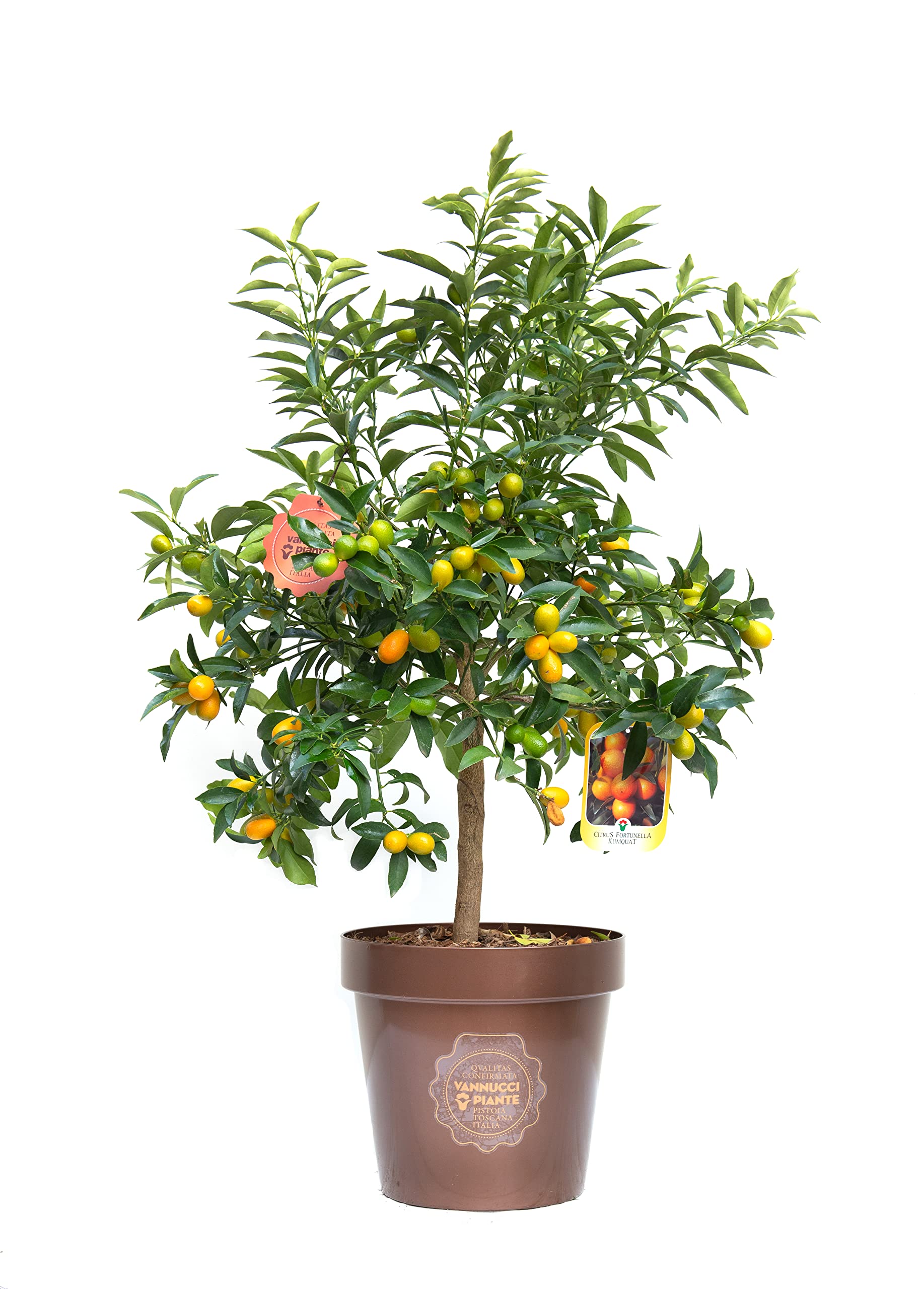 Vannucci Piante - Citrus fortunella 'Margarita', Citrus kumquat, Agrumi, Pianta vera, Pianta da terrazzo, Albero da frutto, Mediterranea