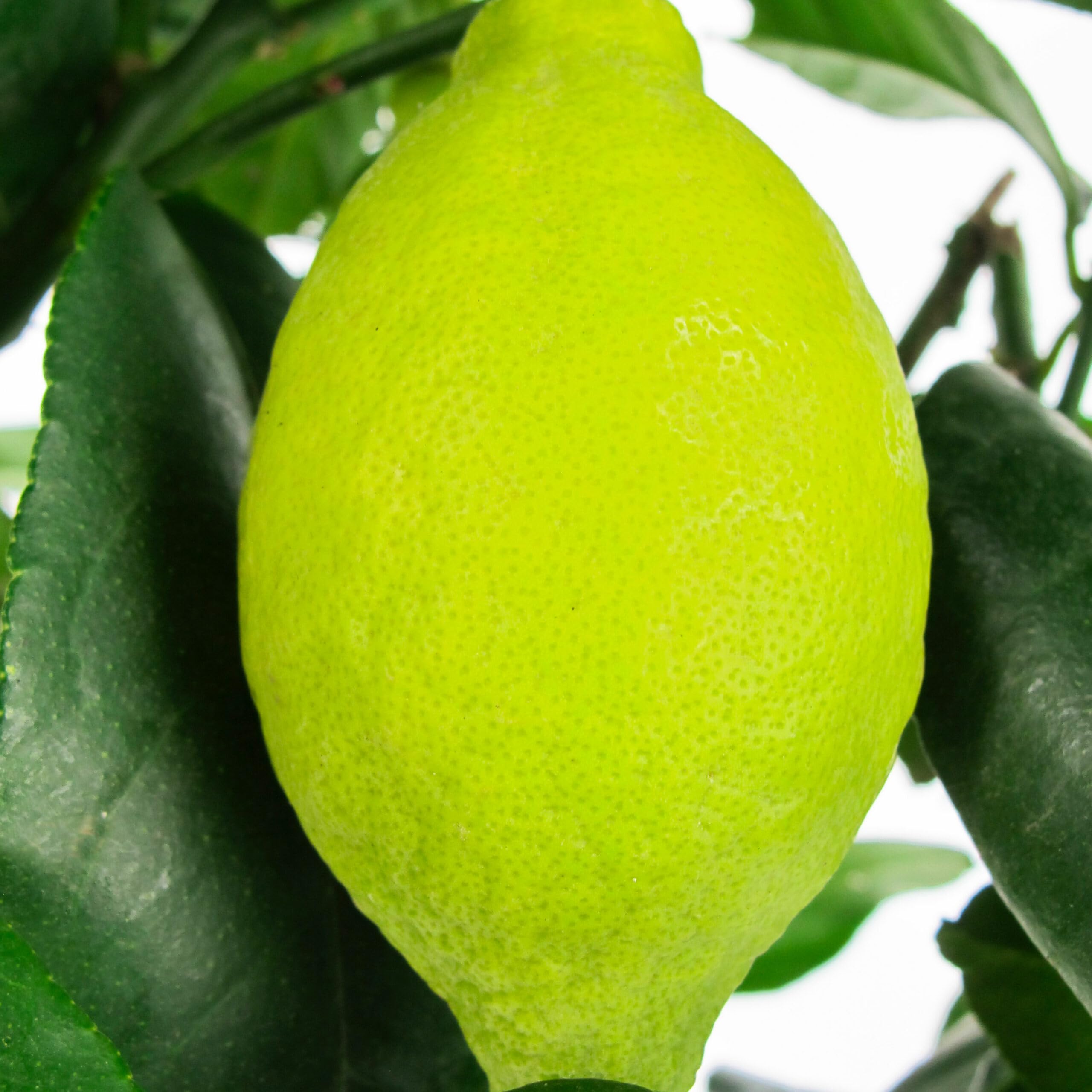 KENTIS - Zitronenbaum - Citrus Limon - Echte Outdoor-Obstpflanzen - Balkon-Zitruspflanzen - H 70-80 cm Topf Ø 20 cm