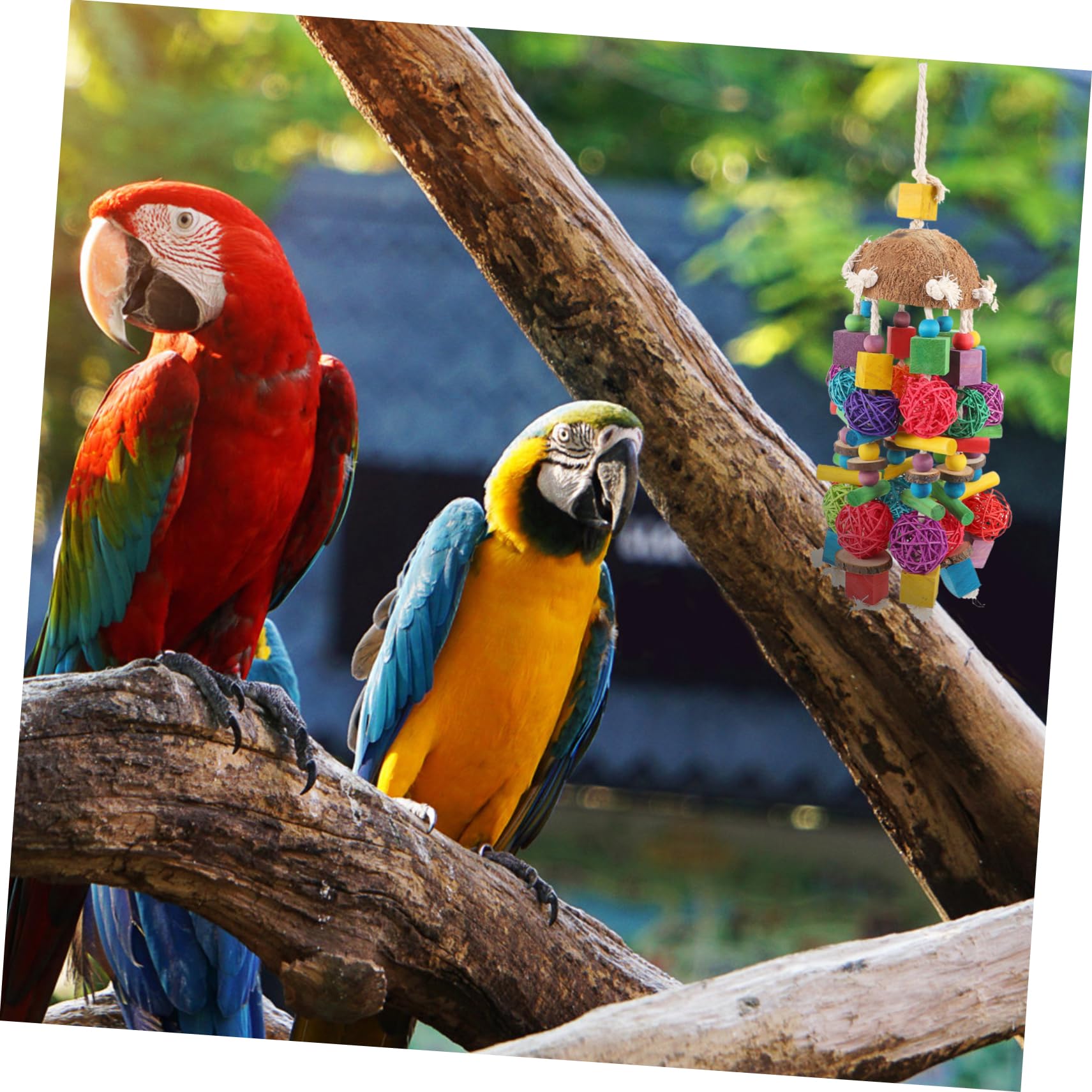 Beaupretty 1pièces Jouet Suspendu pour Perroquet Coquille De Noix De Accessoires De Cage Colorés pour Oiseaux à Mâcher Jouer