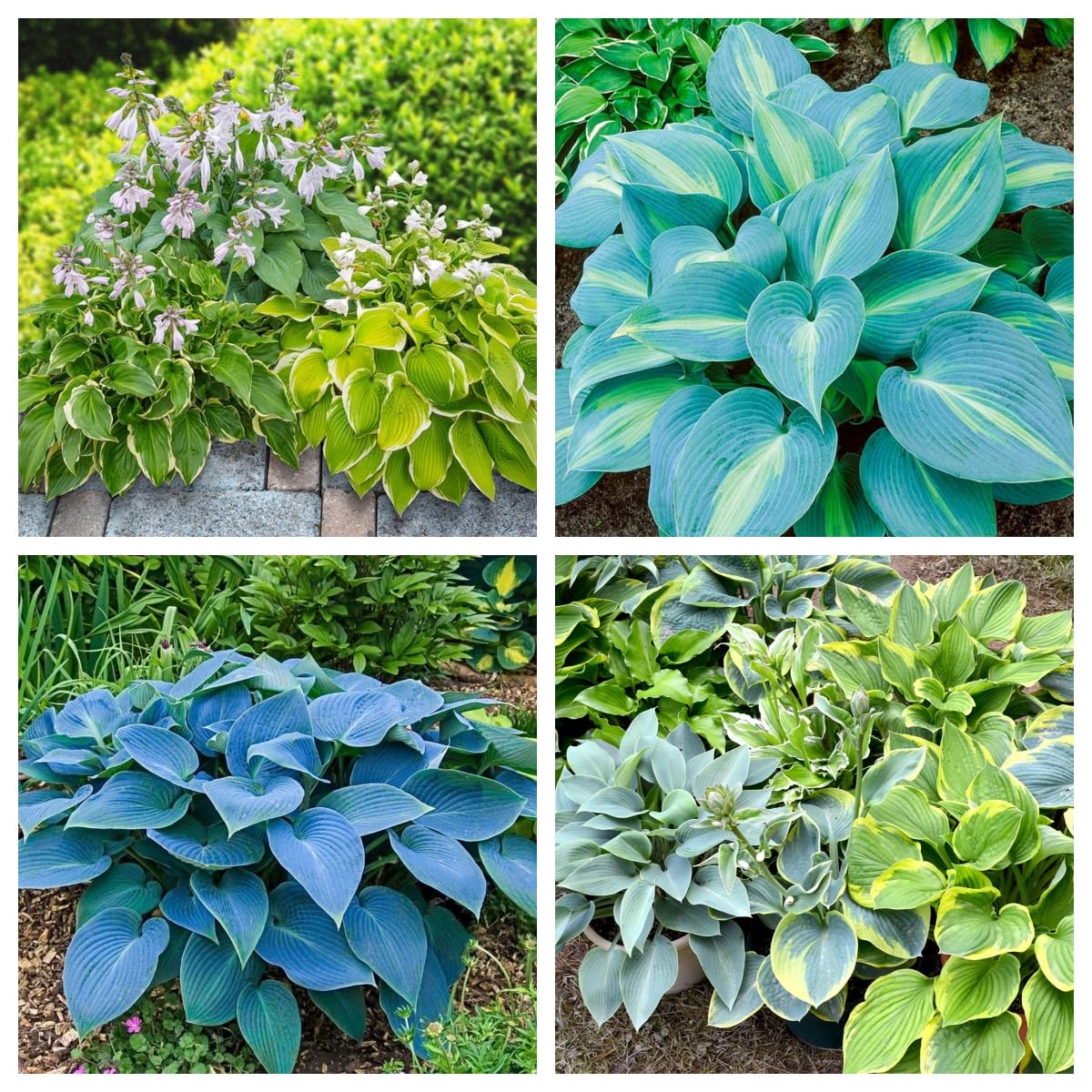 Hosta Bulbs, Cold-Resistant, Easy to Care for,Strong Plants That Grow Well/Mix Golden Jade Carving Feels Perfect-4bulbs-C
