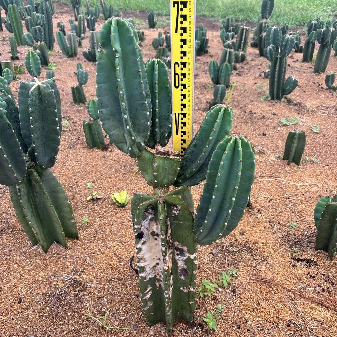 耐寒性ユッカ　レクルビフォリア大株◇ドライガーデン多肉サボテン島アガベ ヤシ南国 耐寒性ユッカ レクルビフォリア大株◇ドライガーデン多肉サボテン島