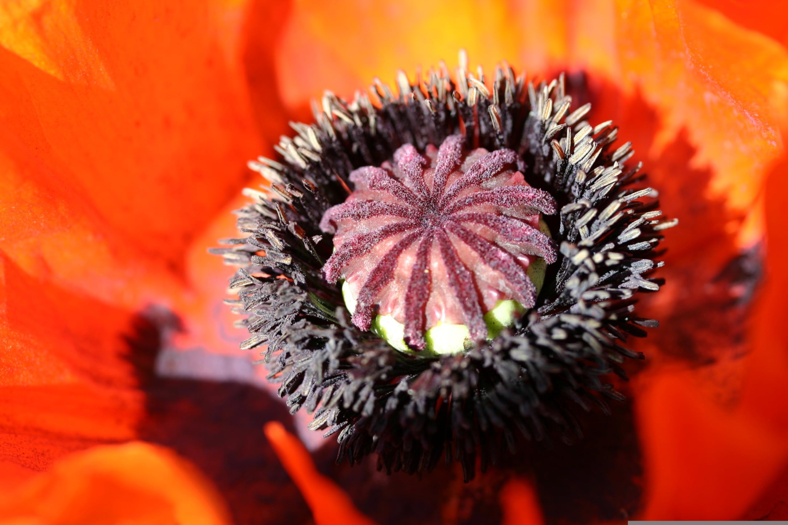 Klatschmohn (Papaver rhoeas) Samen. Heilpflanze (1000000 Samen = 100,0g)