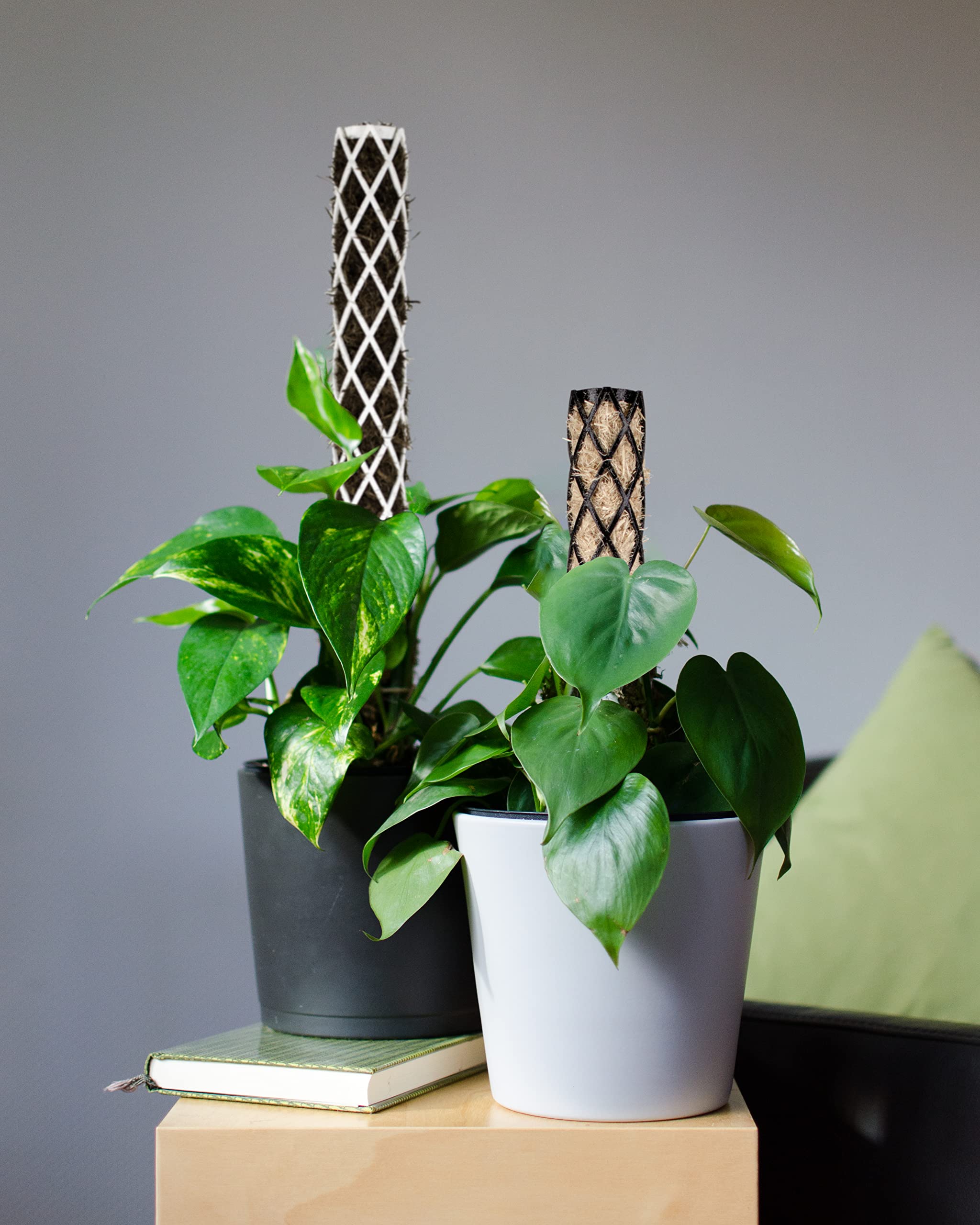 PlantMe Rankhilfe mini, kleine Rankhilfen fr Kletterpflanzen, Monstera,  Moosstab, Pflanzstab, Pflanzensttze, small Moss Pole, Kletterhilfe  Zimmerpflanzen (40cm Without Filling, Schwarz) : Amazon.de: Garten