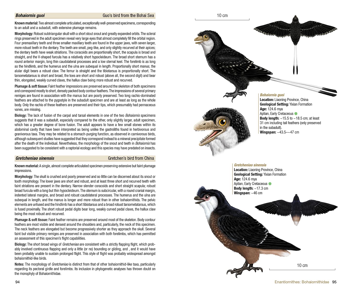 Birds of the Mesozoic