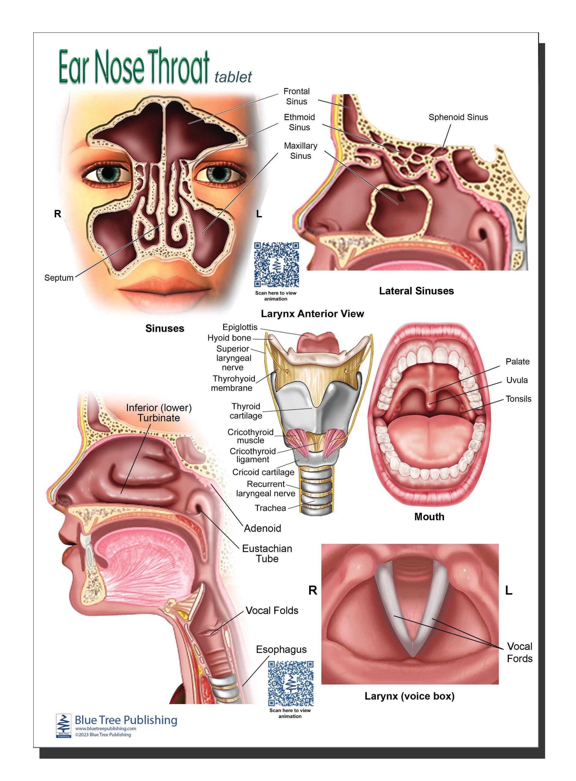 Amazon.com: Blue Tree Publishing Ear Nose Throat ENT Office Set