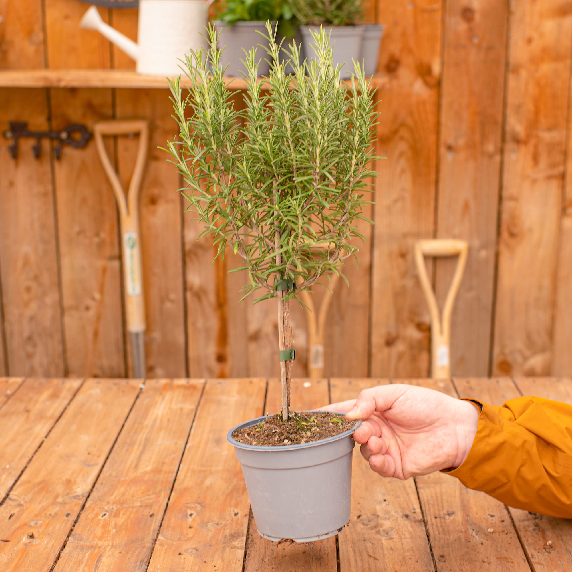 Rosemary Lollipop Herb Bush | Fresh Cooking Herbs Kitchen Culinary Garden