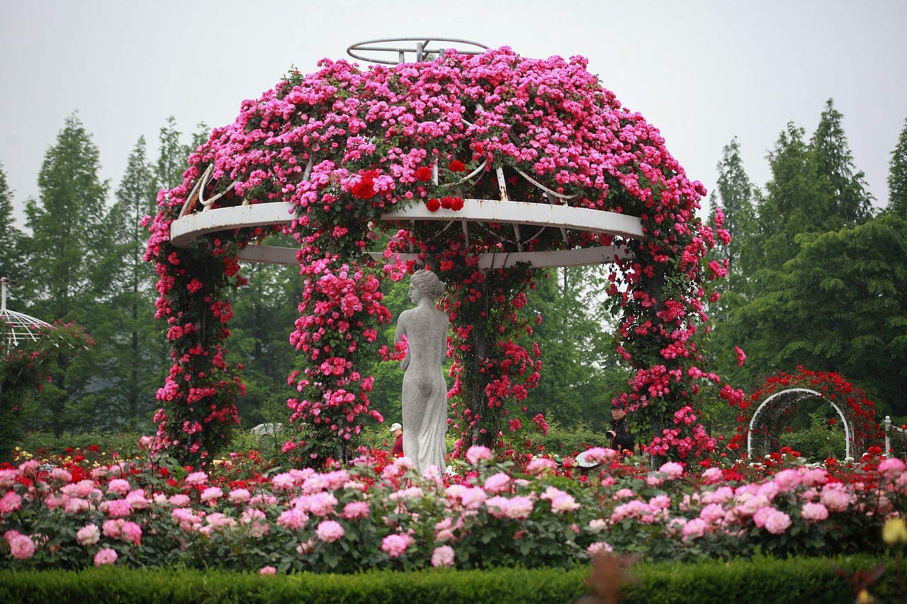 "Mediterrano Rosendünger – Premium-Nährstoffe für kräftige, farbintensive Blüten & gesunde Rosen!" 10 Kg