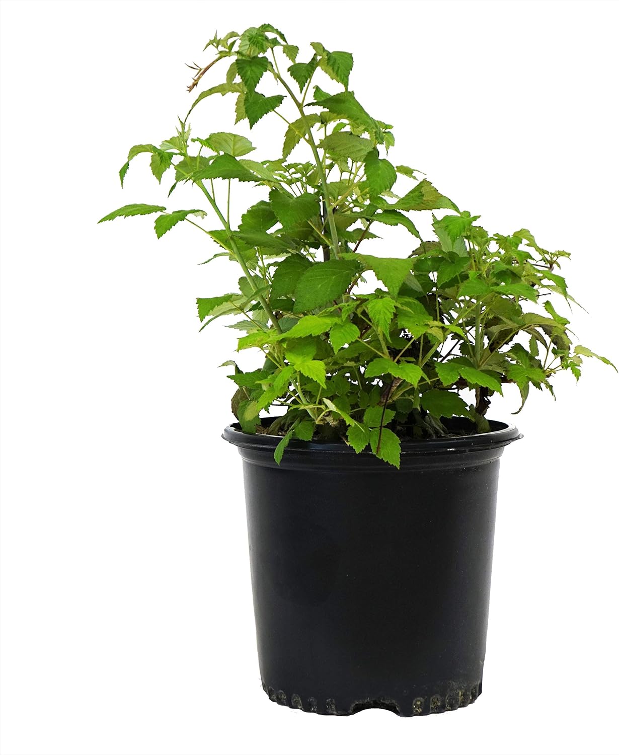 Green Promise Farms Rubus 'Jewel Edible-Shrub, 2-Size Container, Black Raspberry