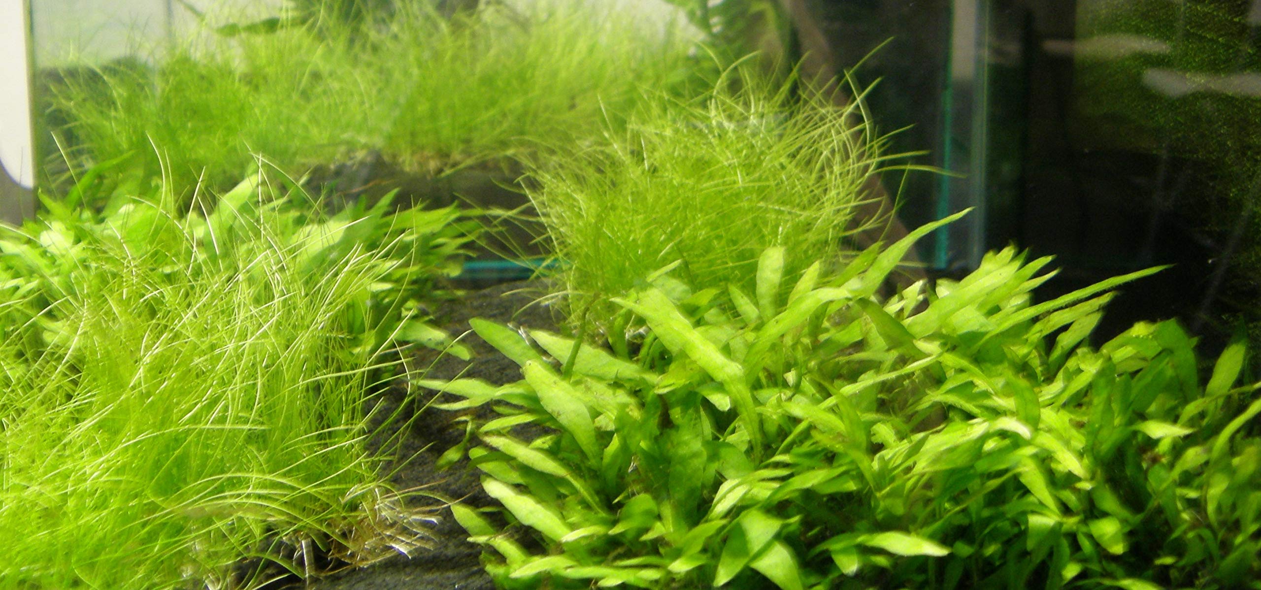 Set XXL composto da 150 piante acquatiche, fertilizzante, condizionatore