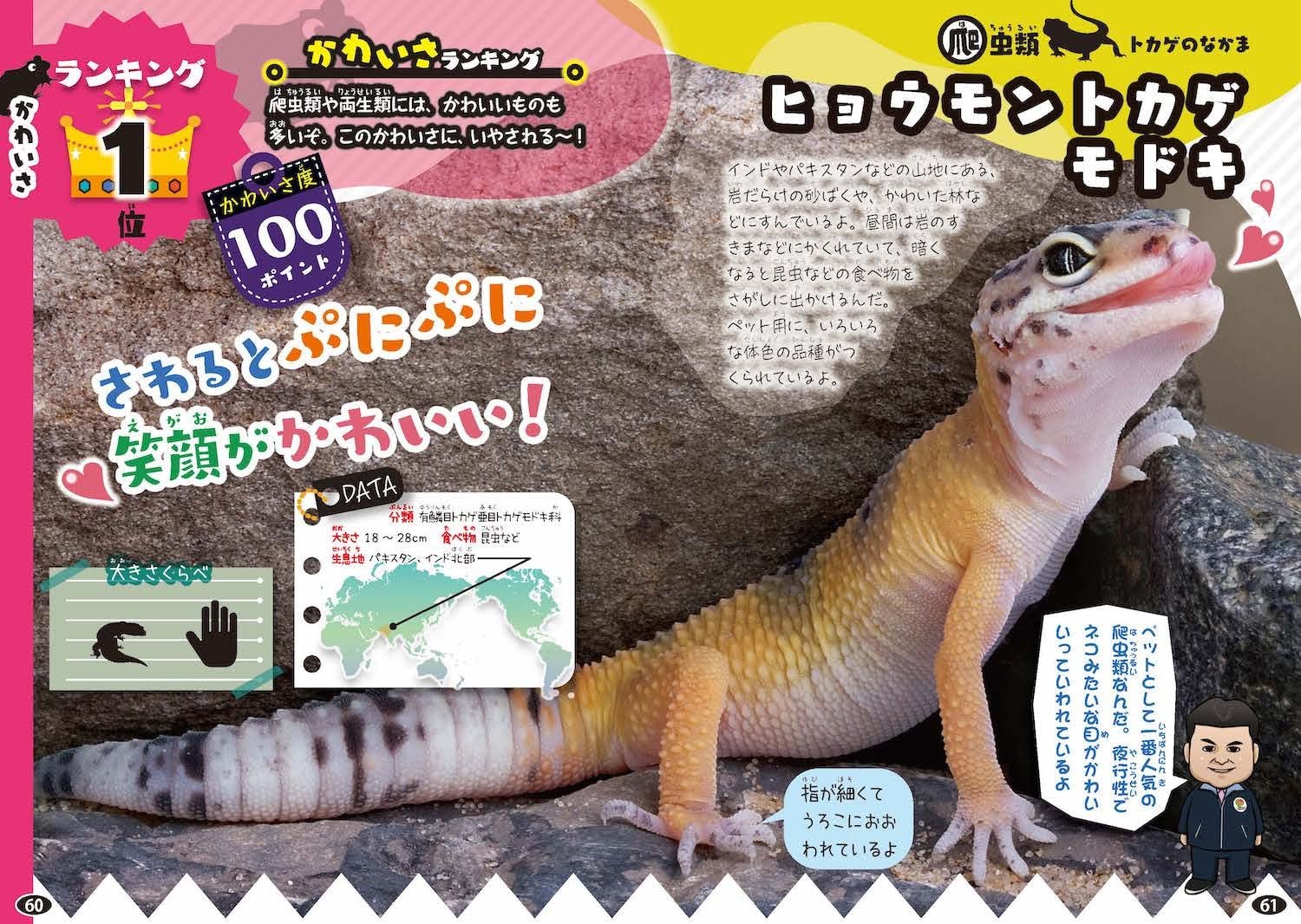 白輪園長の爬虫類 両生類ランキング大図鑑 白輪 剛史 本 通販 Amazon