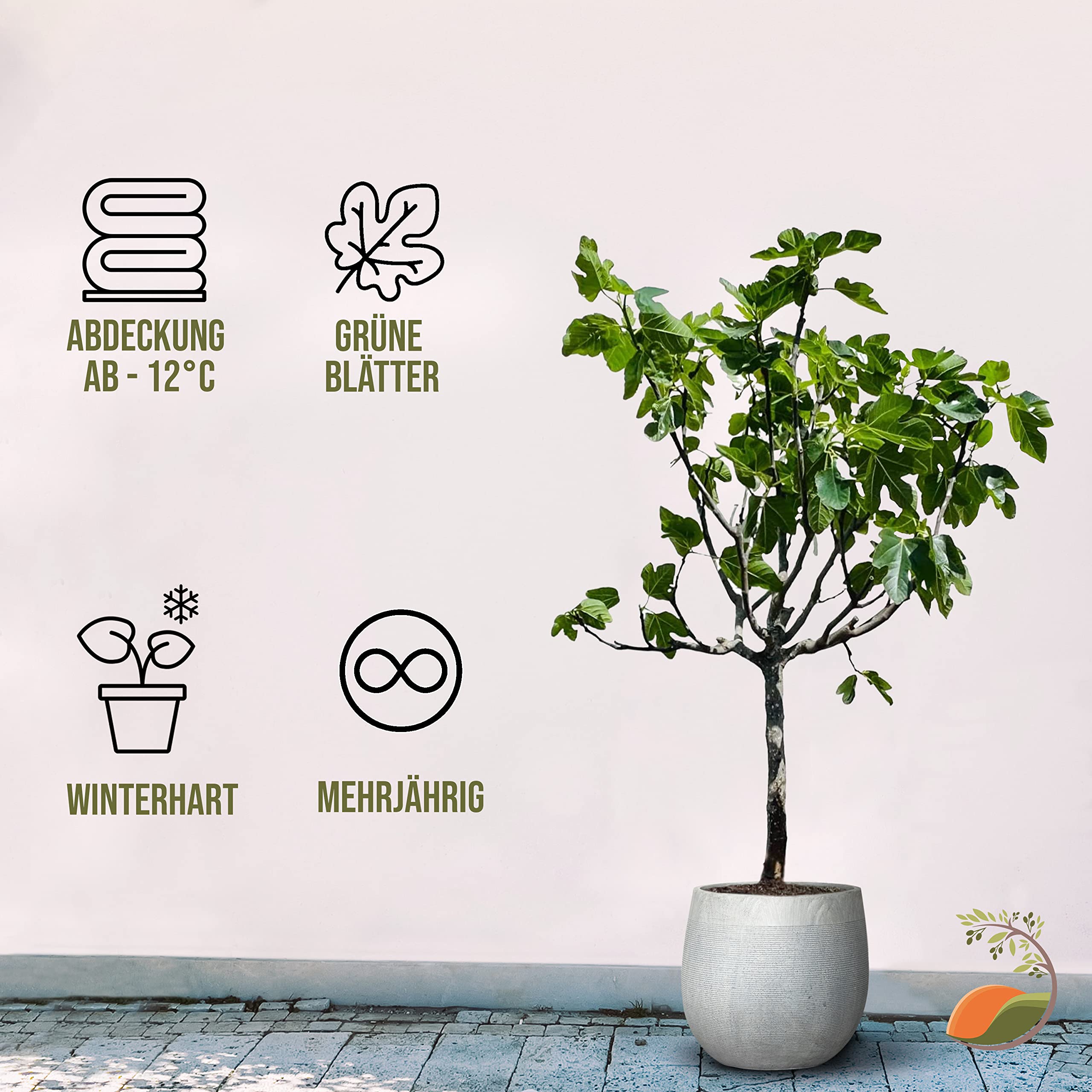 Tropictrees Feigenbaum mit einer Höhe von 150 cm und einem Stammumfang von 14-16 cm | Feigen zur Saftherstellung und als Zutat für schmackhafte Gerichte | Feigenbaum winterhart mit essbaren Früchten